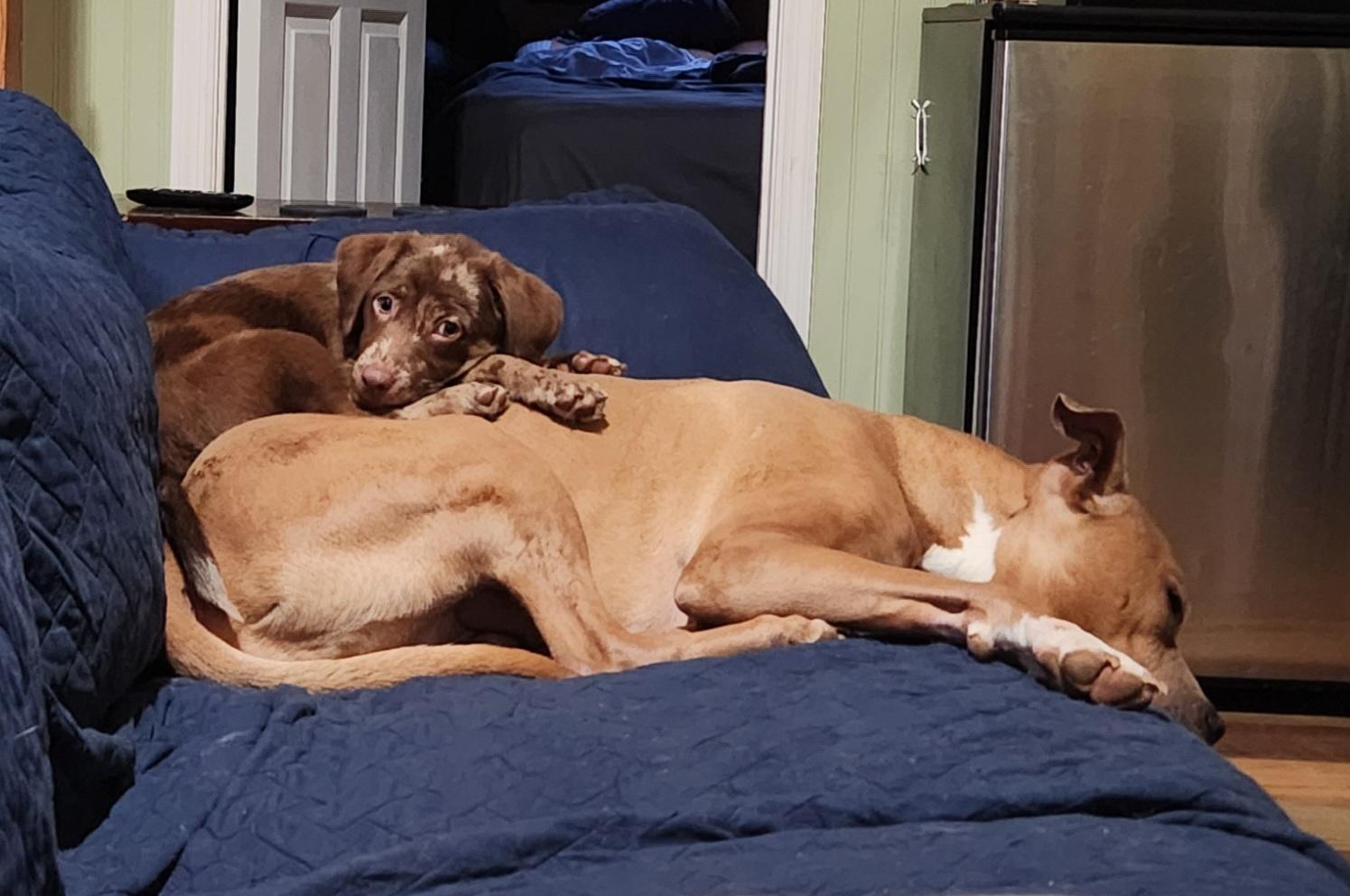 Enlarge Ababa Zaba, a Adopted mixed breed in Knoxville, TN image 5/6