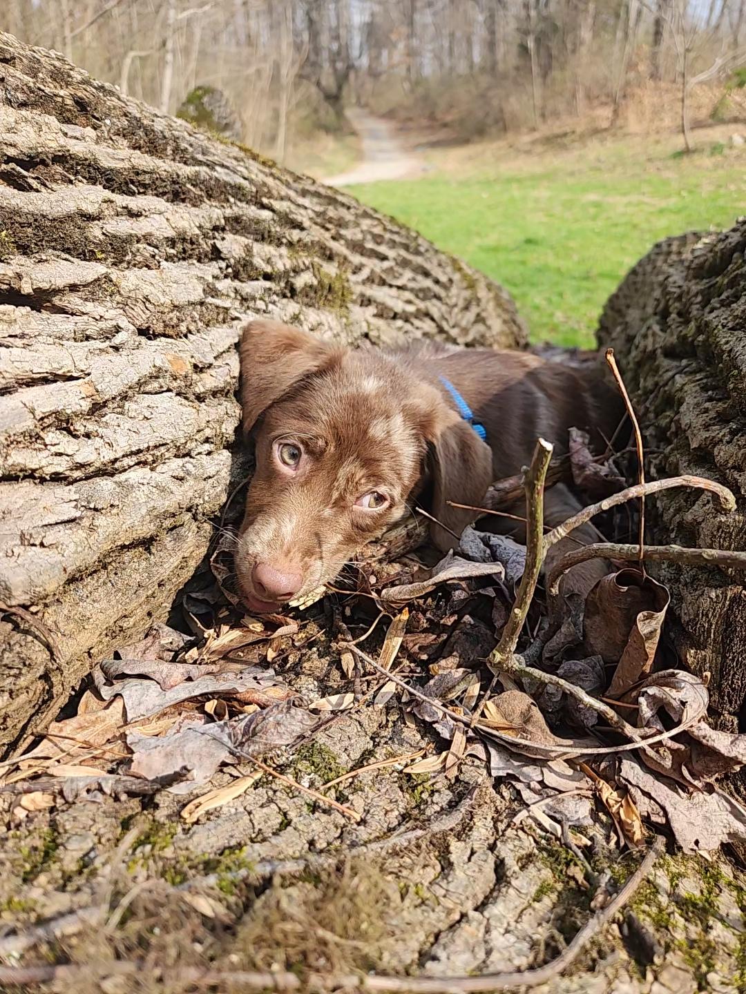 Enlarge Ababa Zaba, a Adopted mixed breed in Knoxville, TN image 6/6