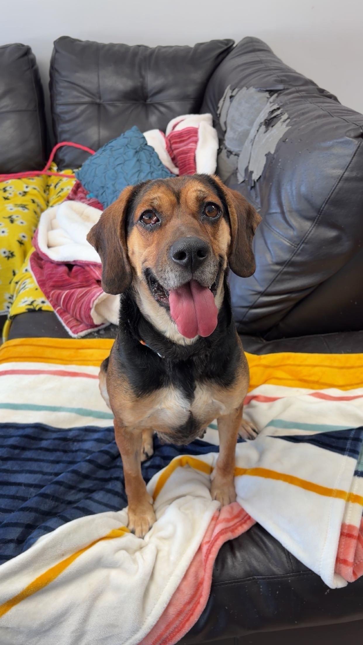 Enlarge Claira , a ADOPTABLE mixed breed in Orleans, VT image 1/4