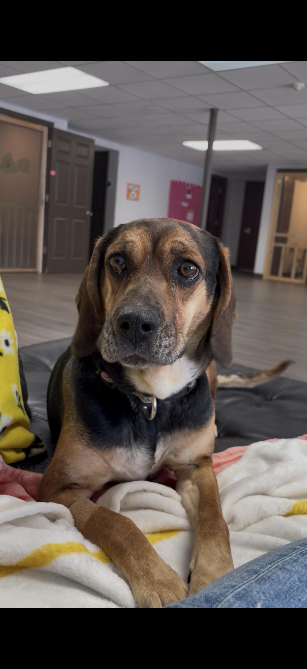 Claira , ADOPTABLE, Adult Female Cocker Spaniel & Beagle.