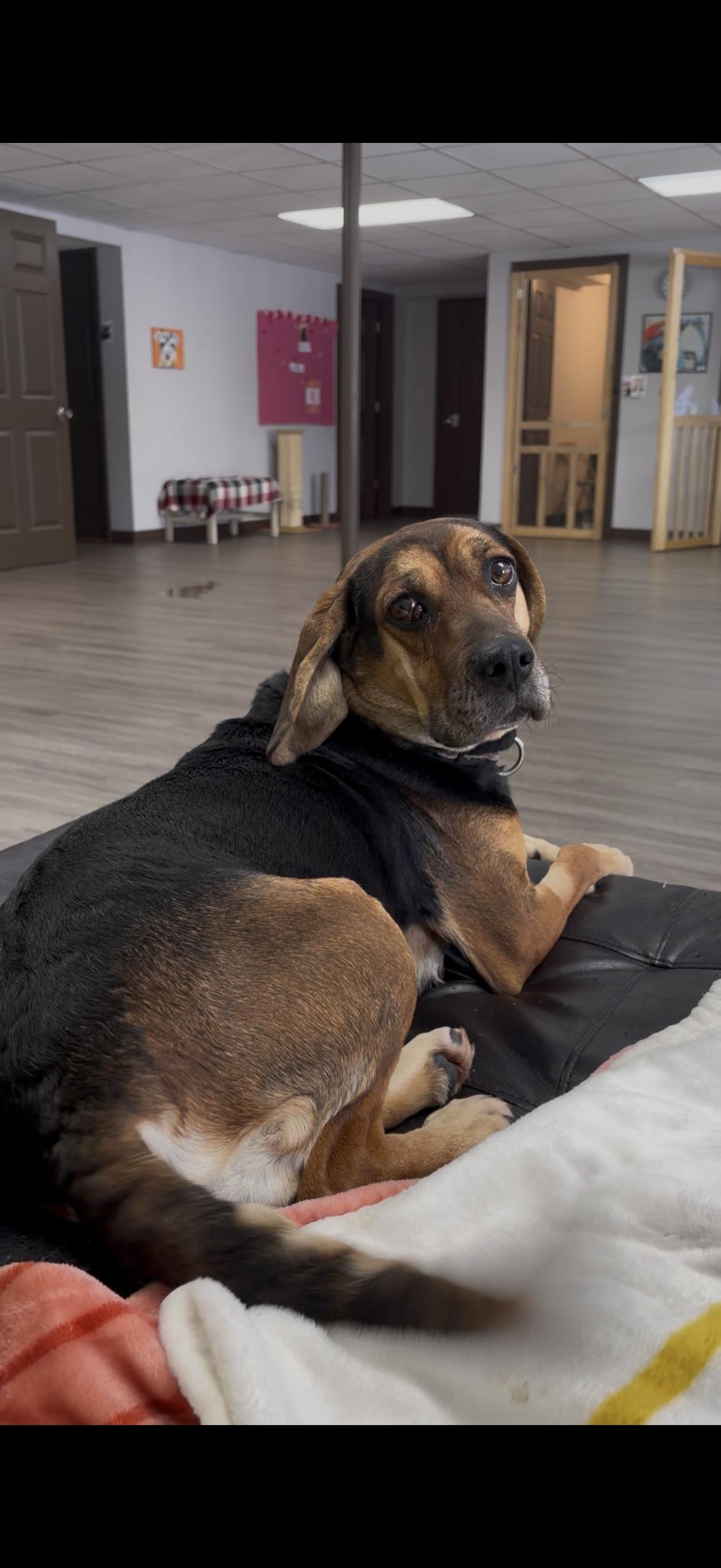 Enlarge Claira , a ADOPTABLE mixed breed in Orleans, VT image 2/3