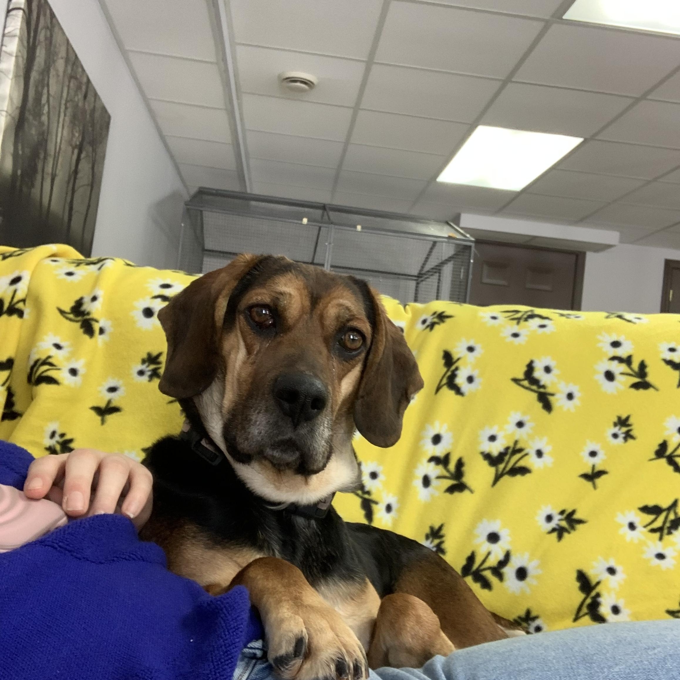 Enlarge Claira , a ADOPTABLE mixed breed in Orleans, VT image 3/3