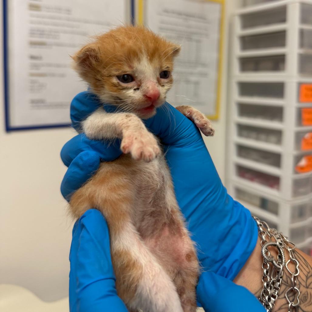 Nacho N3, Adoptable, Kitten Male Domestic Short Hair.