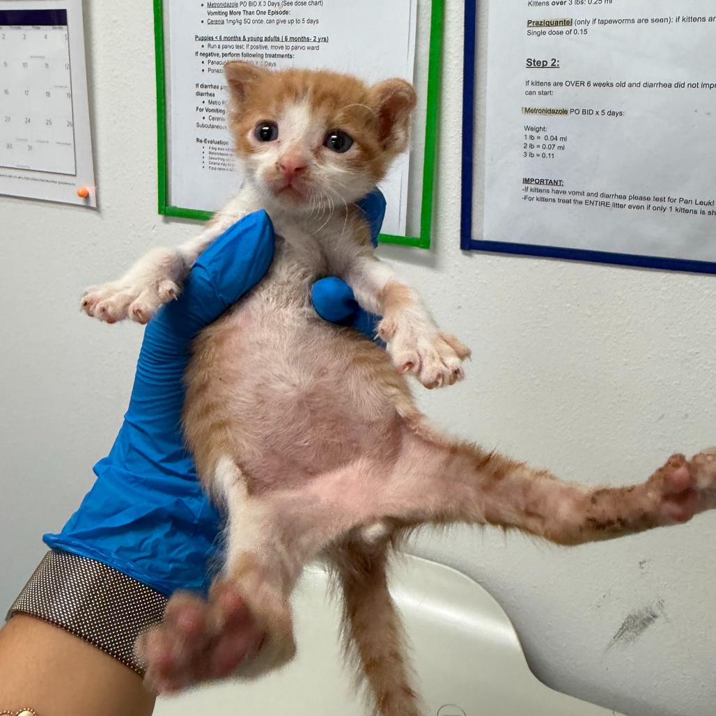 Enlarge Nacho N3, a Adoptable Domestic Short Hair in Edinburg, TX image 2/4