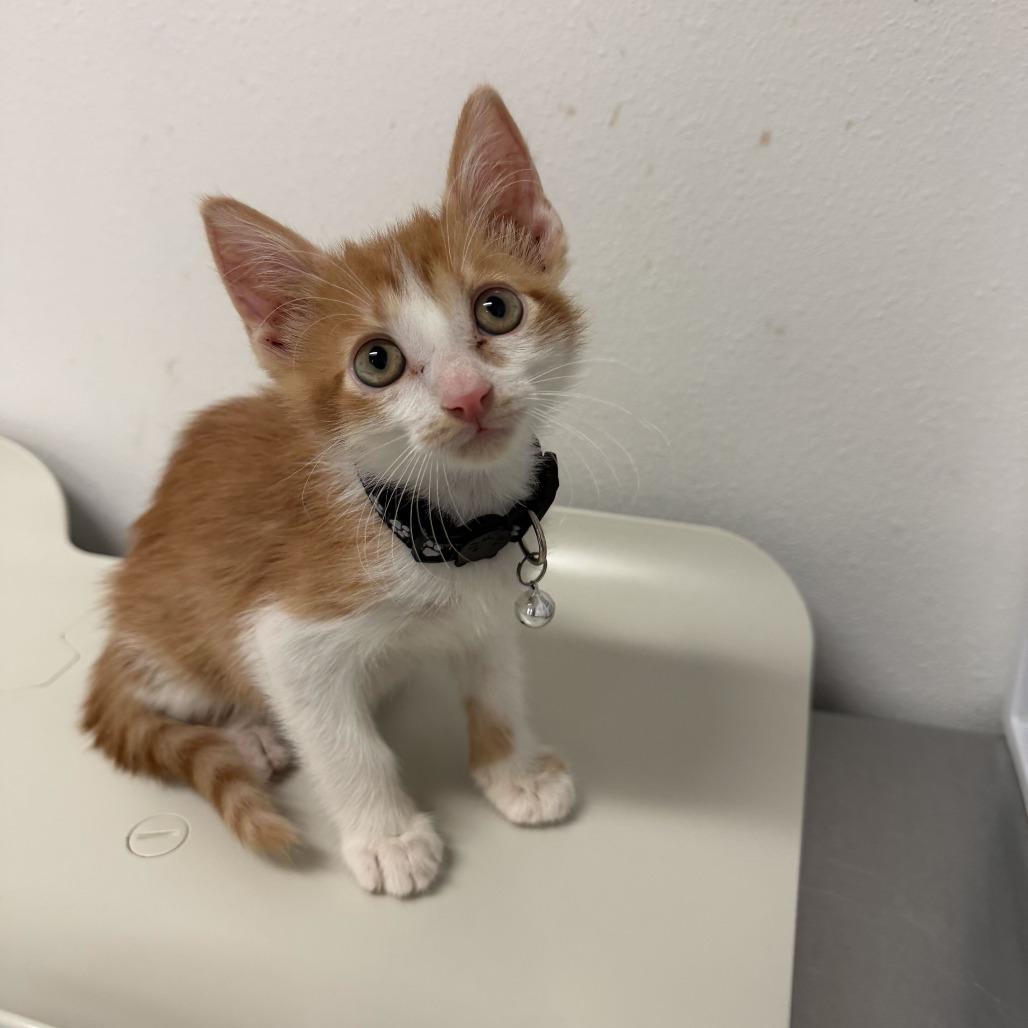 Enlarge Nacho N3, a Adoptable Domestic Short Hair in Edinburg, TX image 3/4