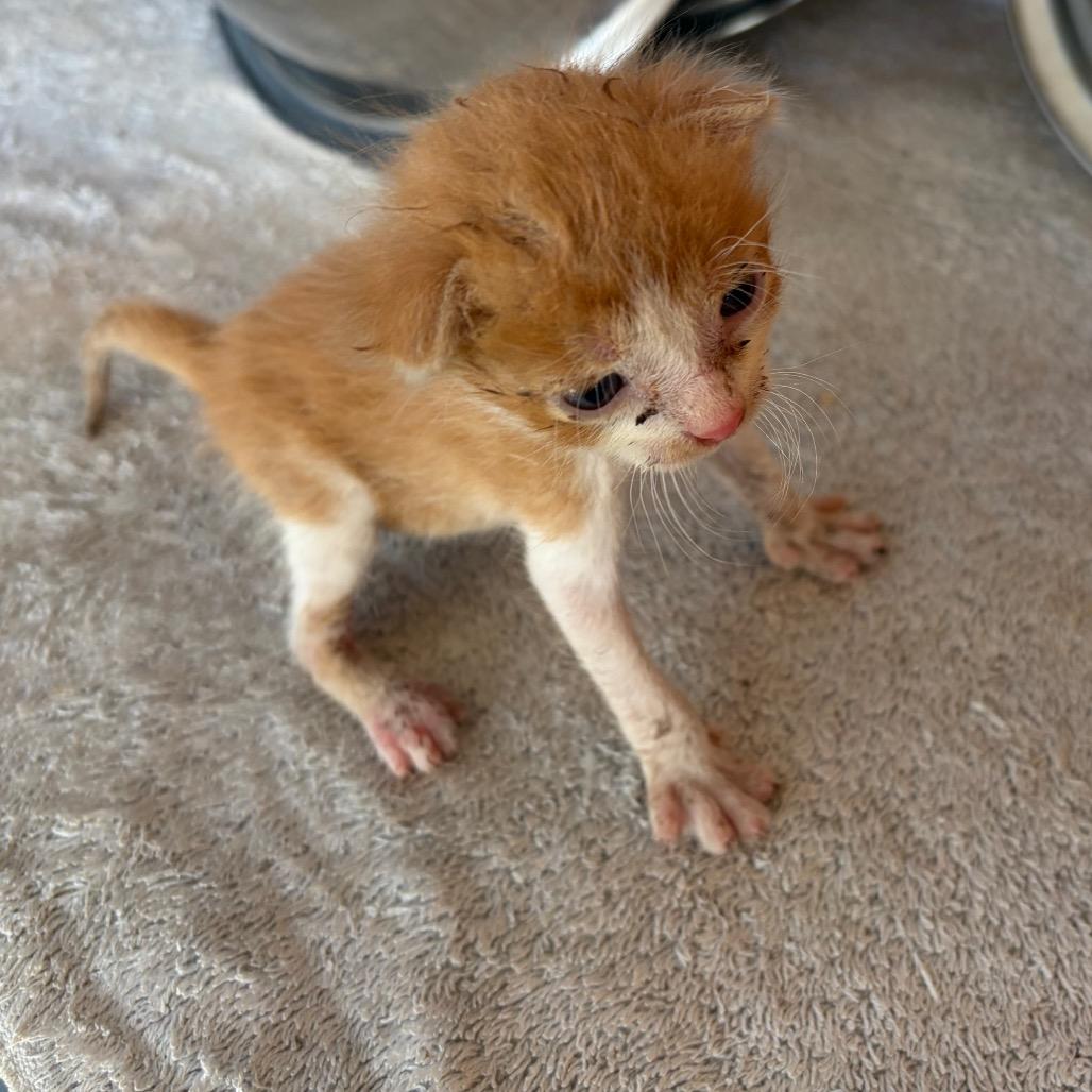Enlarge Nacho N3, a Adoptable Domestic Short Hair in Edinburg, TX image 4/4