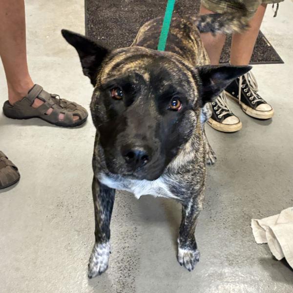Beanie Baby (finder), Adoptable, Adult Male Mixed Breed.