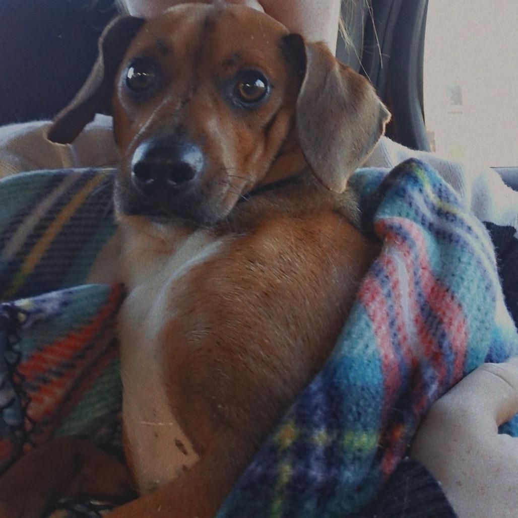 Austin, Adoptable, Adult Male Chihuahua.