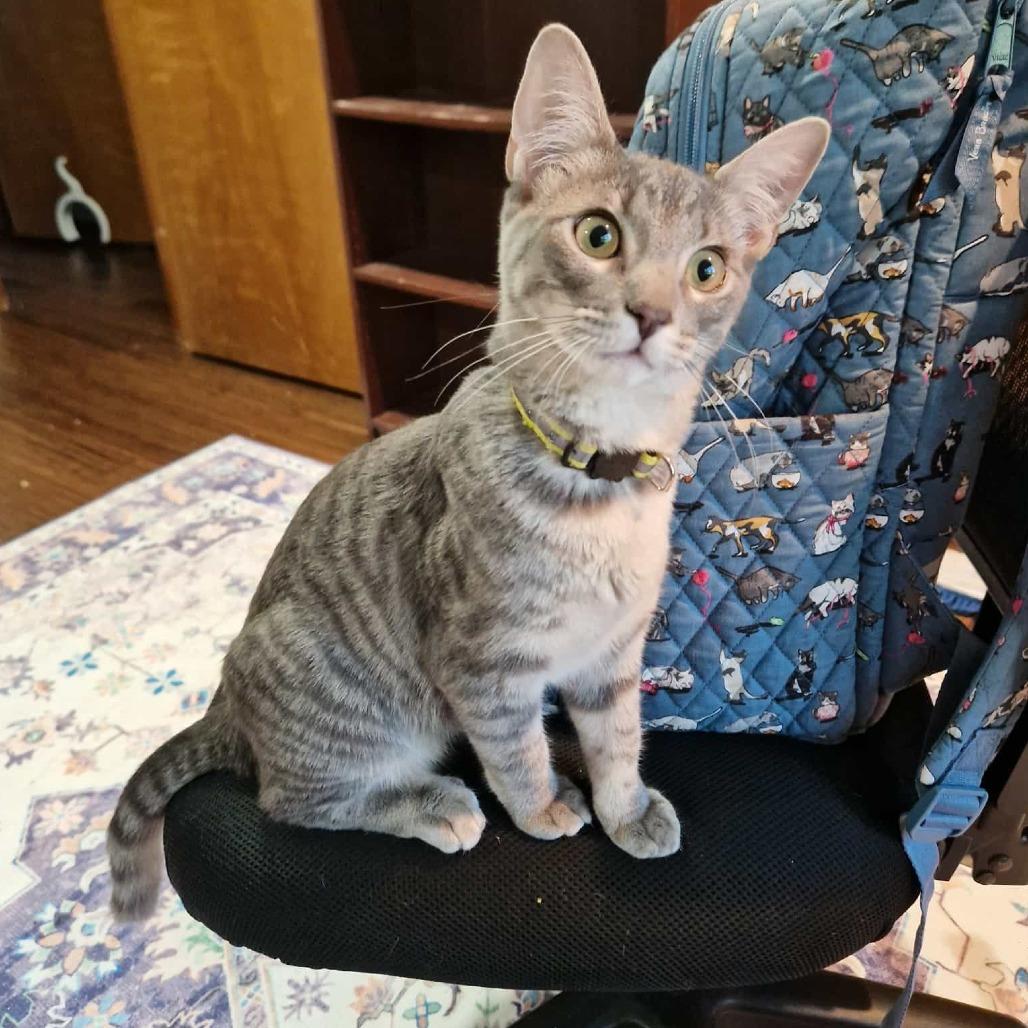 Enlarge Kanga, a Adoptable Domestic Short Hair in Greenwood, MO image 1/3