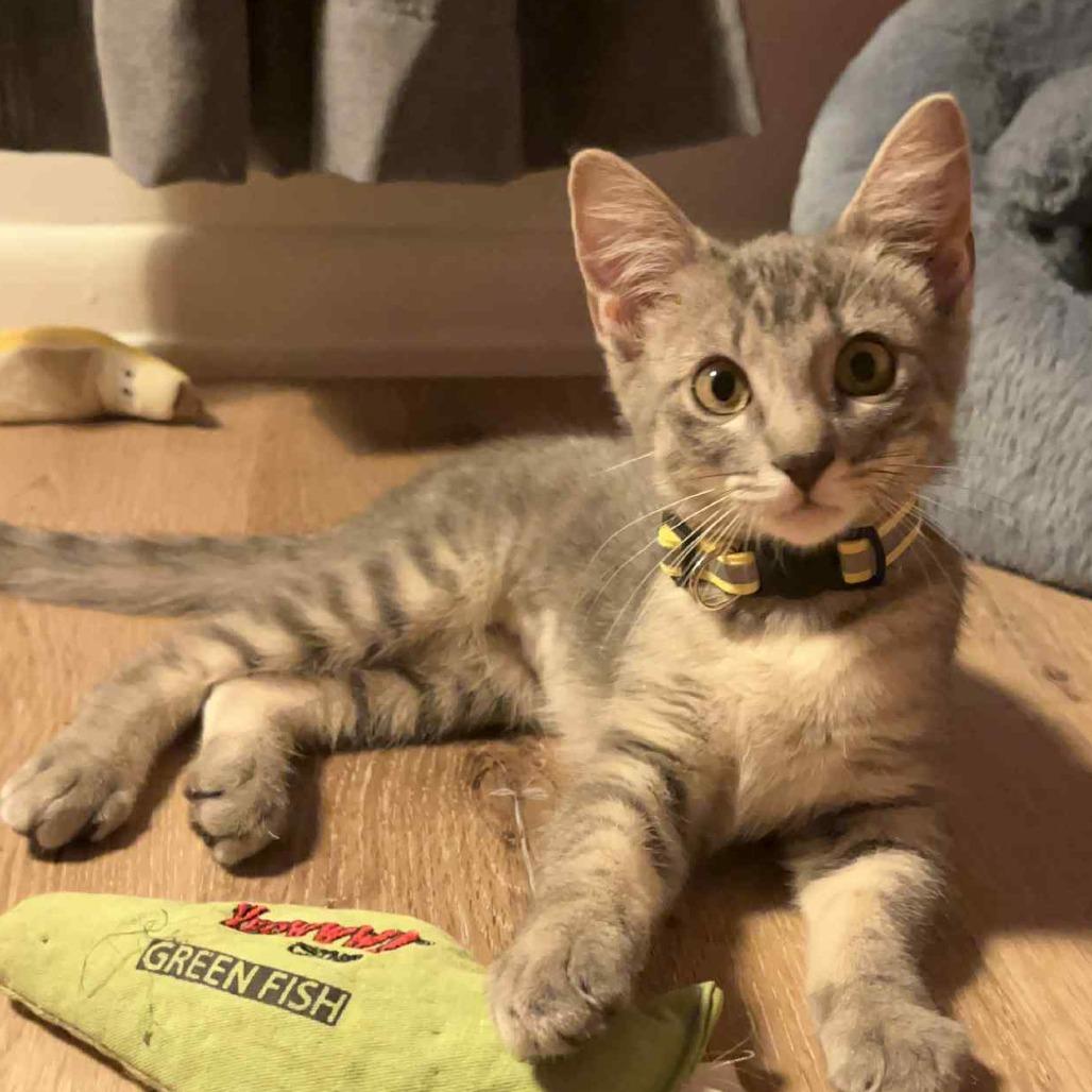 Enlarge Kanga, a Adoptable Domestic Short Hair in Greenwood, MO image 2/3