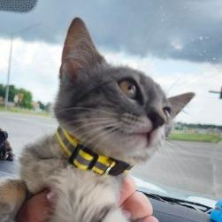 Enlarge Kanga, a Adoptable Domestic Short Hair in Greenwood, MO image 3/3