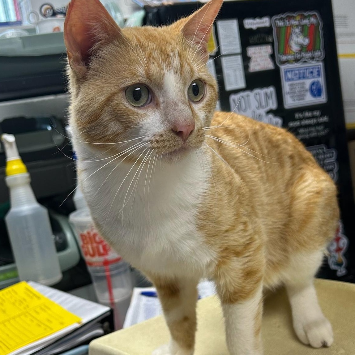 Magic, Adult Male unknown