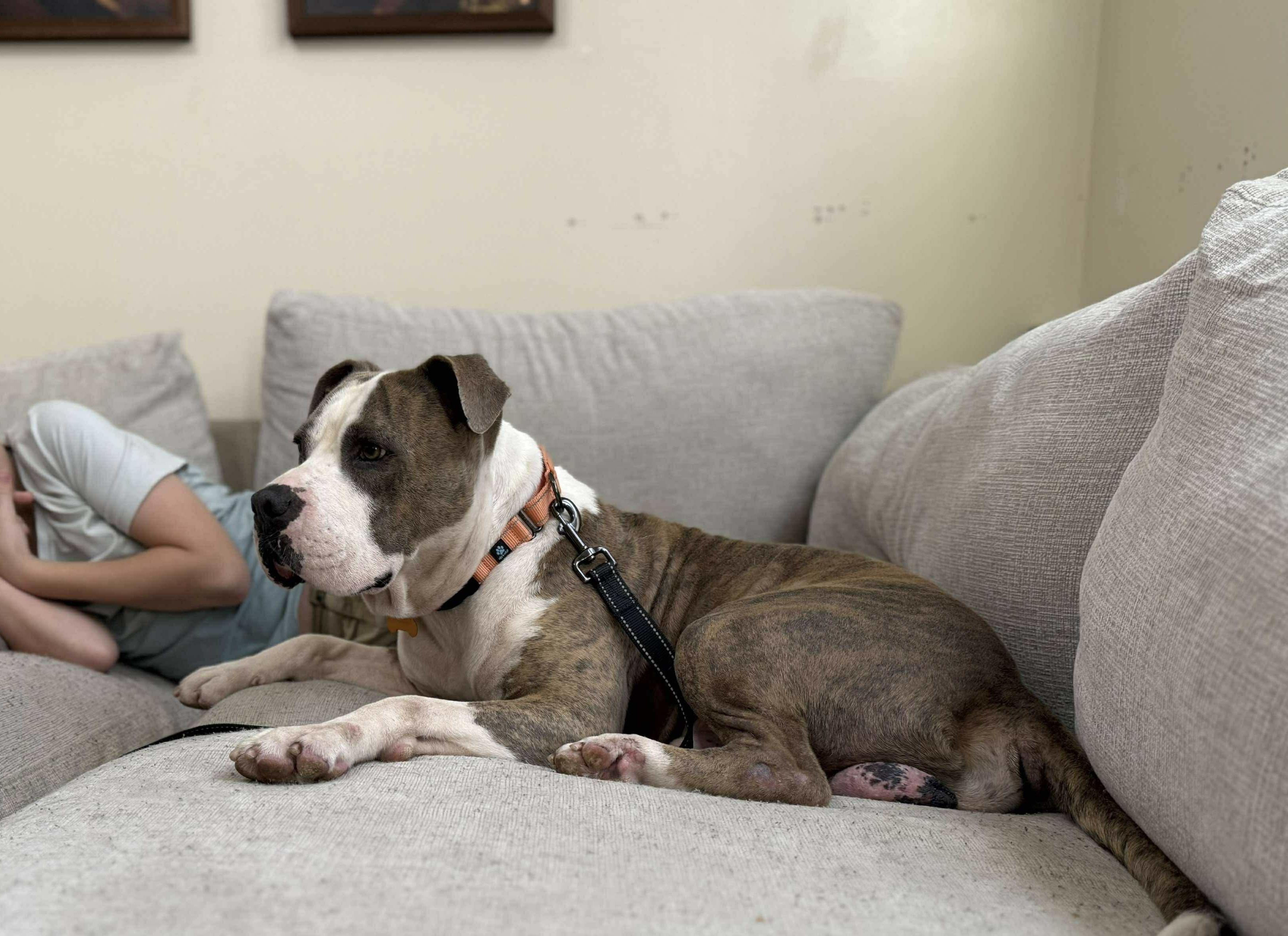 Meatball - the biggest love bug & your new best friend!