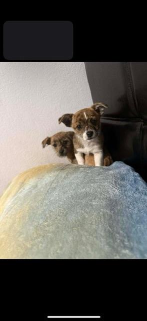 Enlarge Romy, a ADOPTABLE mixed breed in clayton , CA image 4/4