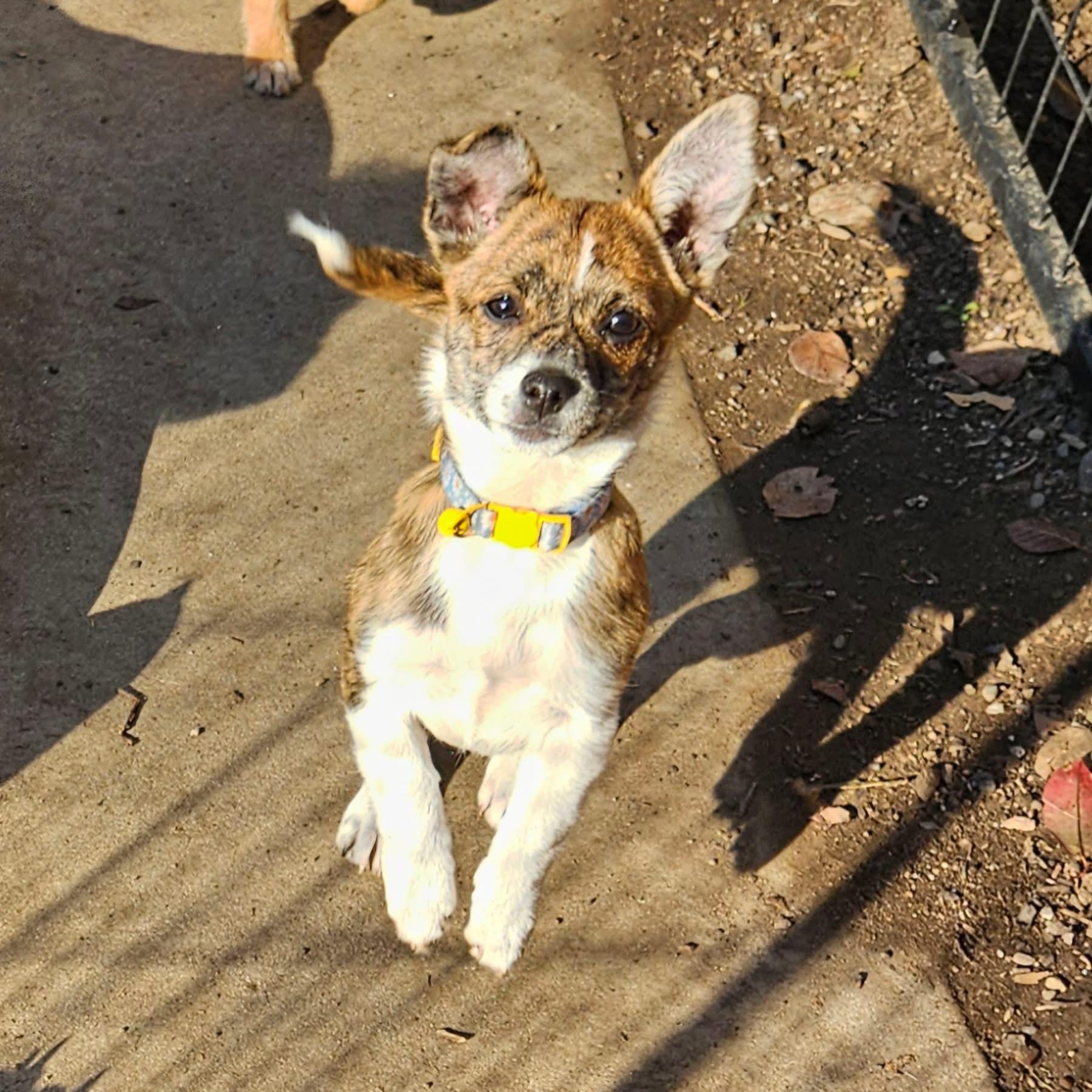 Romy, ADOPTABLE, Puppy Female Chihuahua & Terrier.