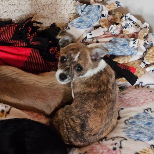 Romy, ADOPTABLE, Puppy Female Chihuahua & Terrier.