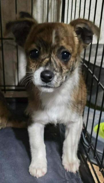 Enlarge Romy, a ADOPTABLE mixed breed in clayton , CA image 2/4