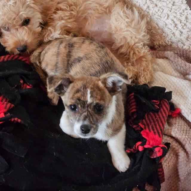 Enlarge Romy, a ADOPTABLE mixed breed in clayton , CA image 3/4