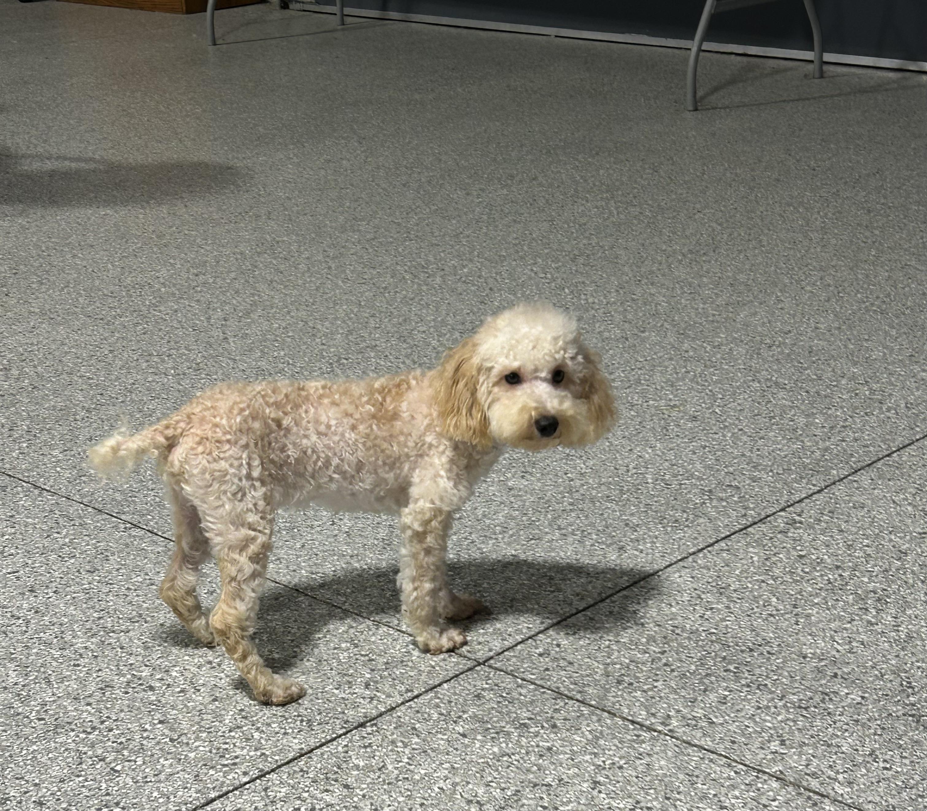 Enlarge Bo 9.2 lbs , a Adoptable Miniature Poodle in Antwerp, OH image 3/4