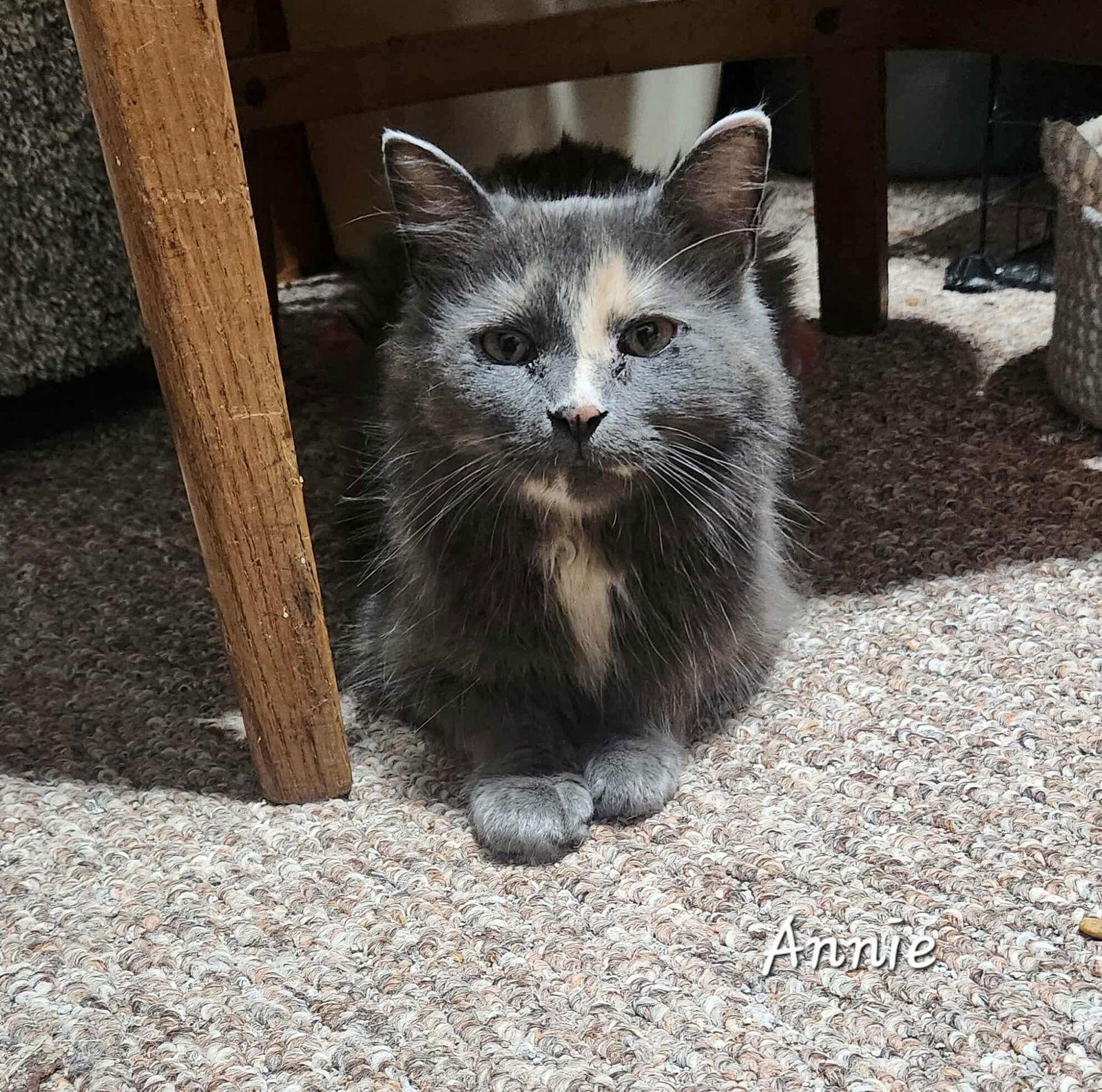 Annie, Adoptable, Adult Female Domestic Long Hair.