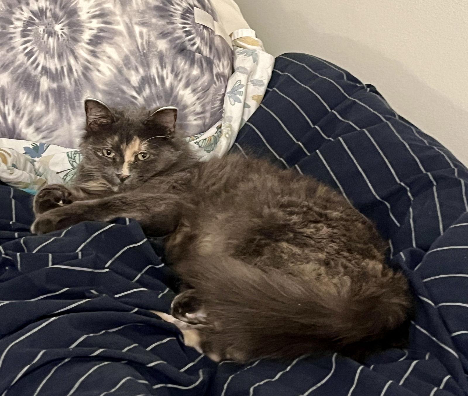 Annie, Adoptable, Adult Female Domestic Long Hair & Dilute Tortoiseshell.