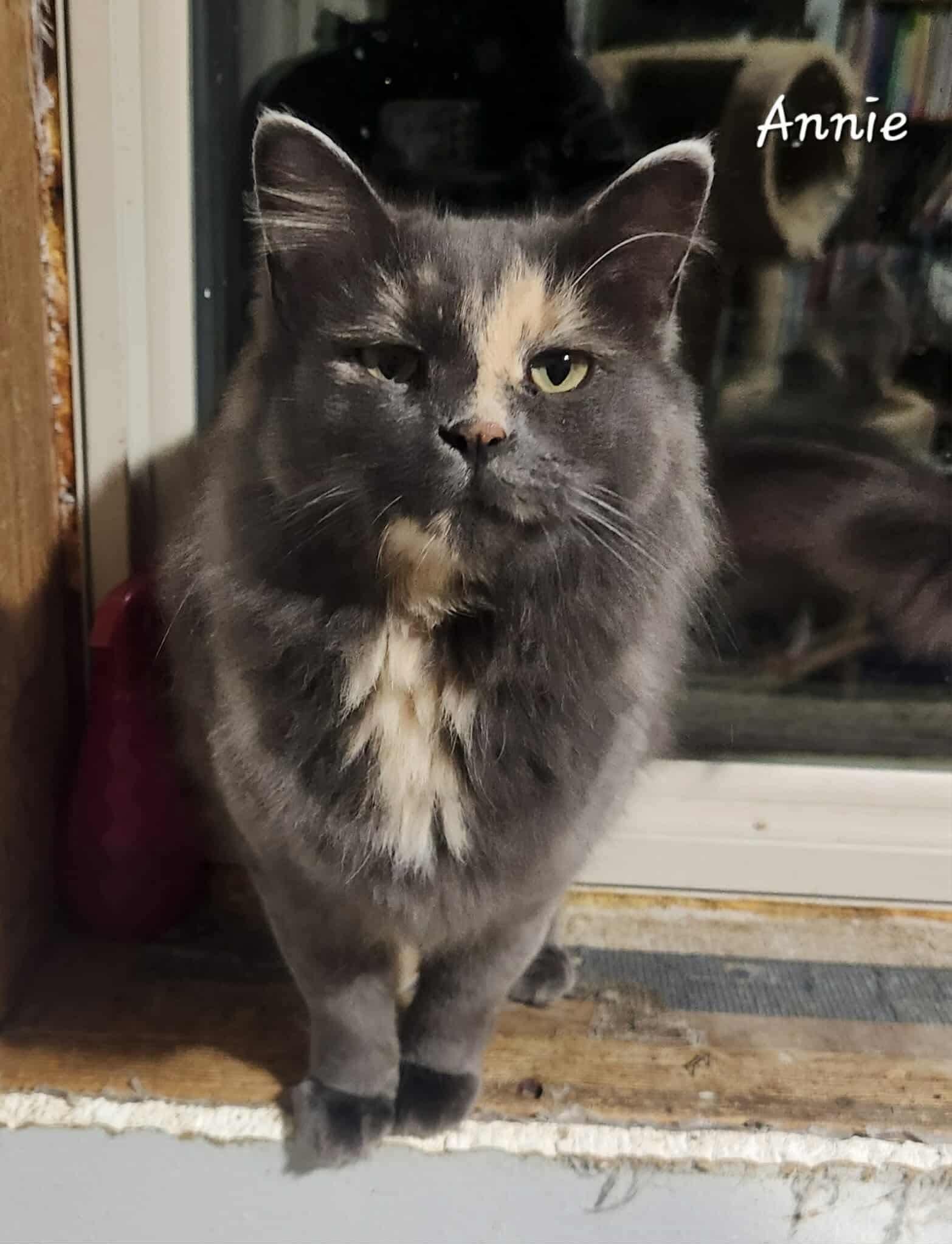 Annie, a Adoptable Domestic Long Hair in Detroit Lakes, MN image 2/3