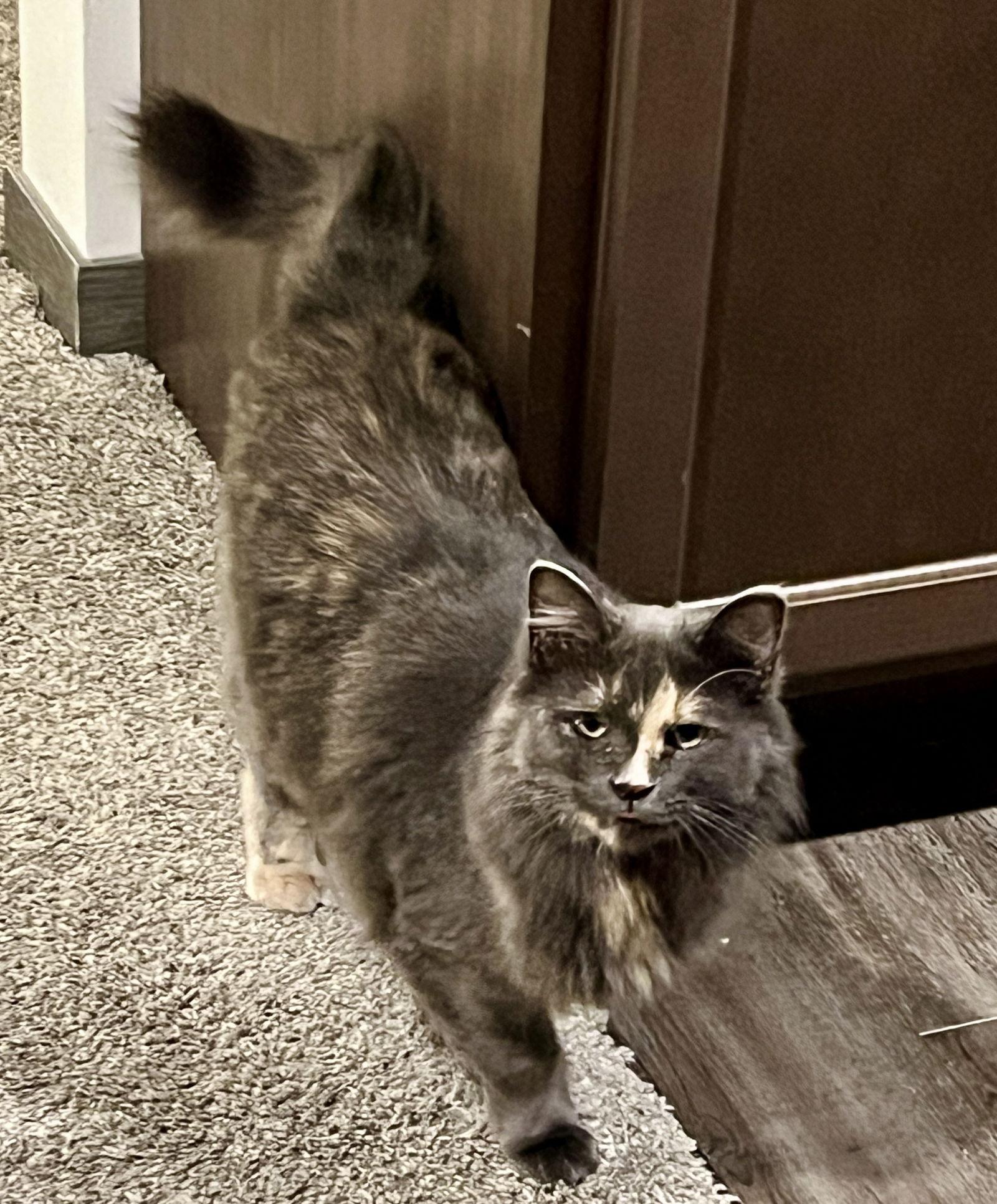 Enlarge Annie, a Adoptable mixed breed in Detroit Lakes, MN image 2/4