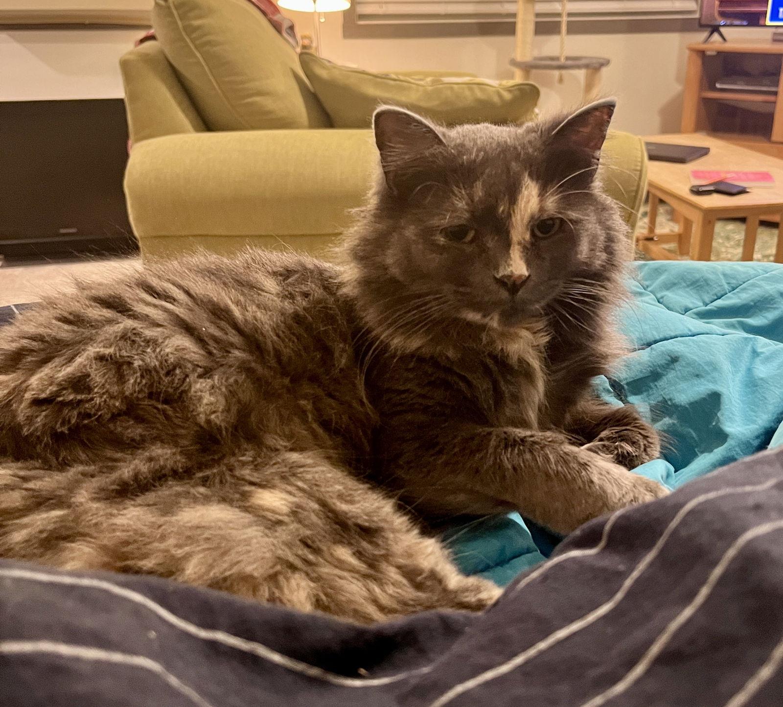 Enlarge Annie, a Adoptable mixed breed in Detroit Lakes, MN image 3/4