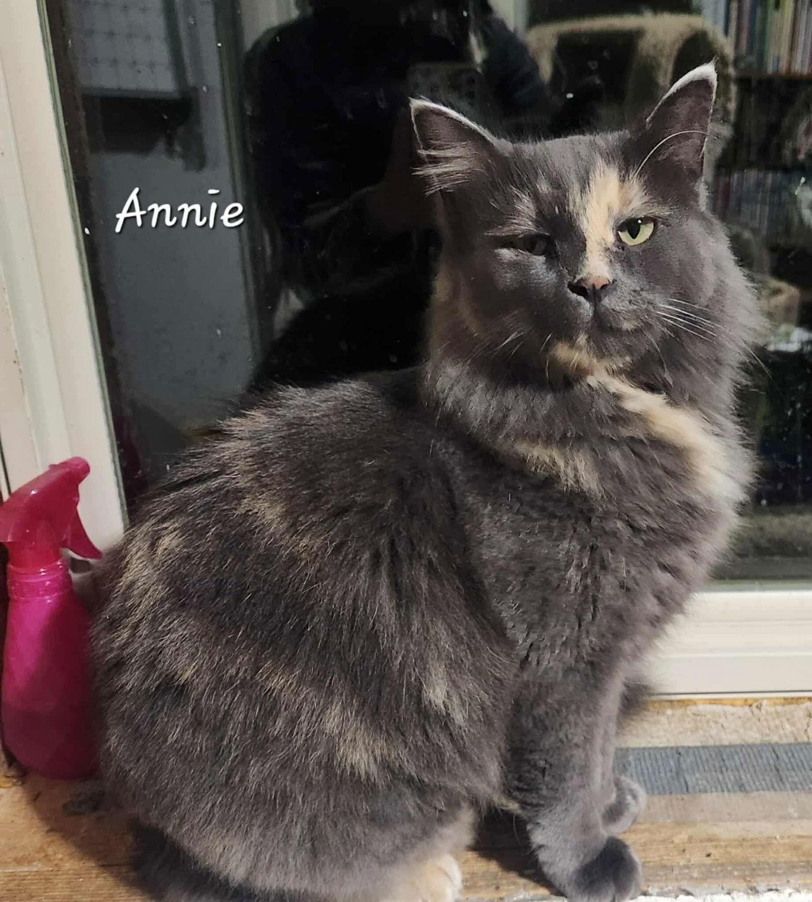 Annie, a Adoptable Domestic Long Hair in Detroit Lakes, MN image 3/3