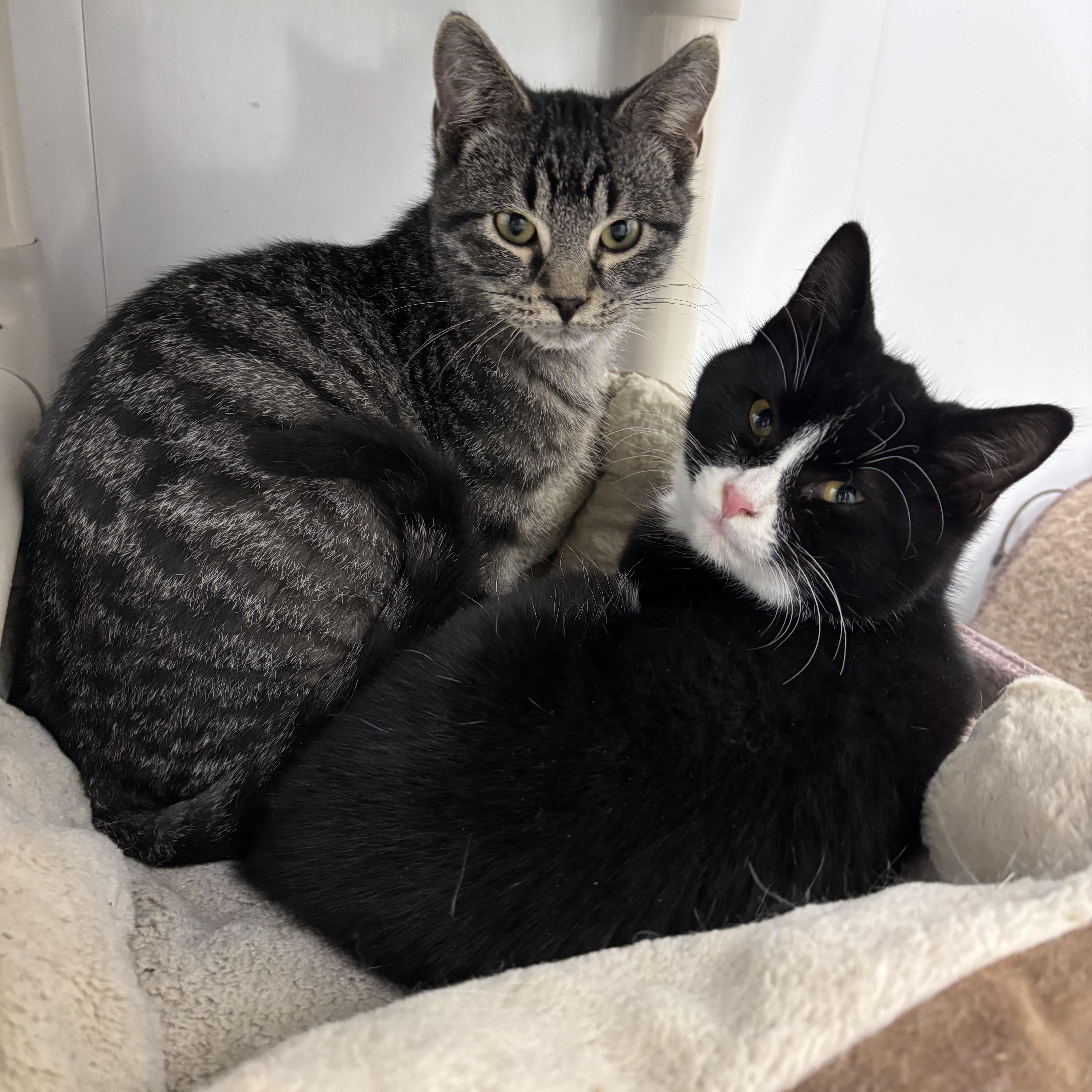 Stetson and Cassidy, Baby Male Domestic Short Hair