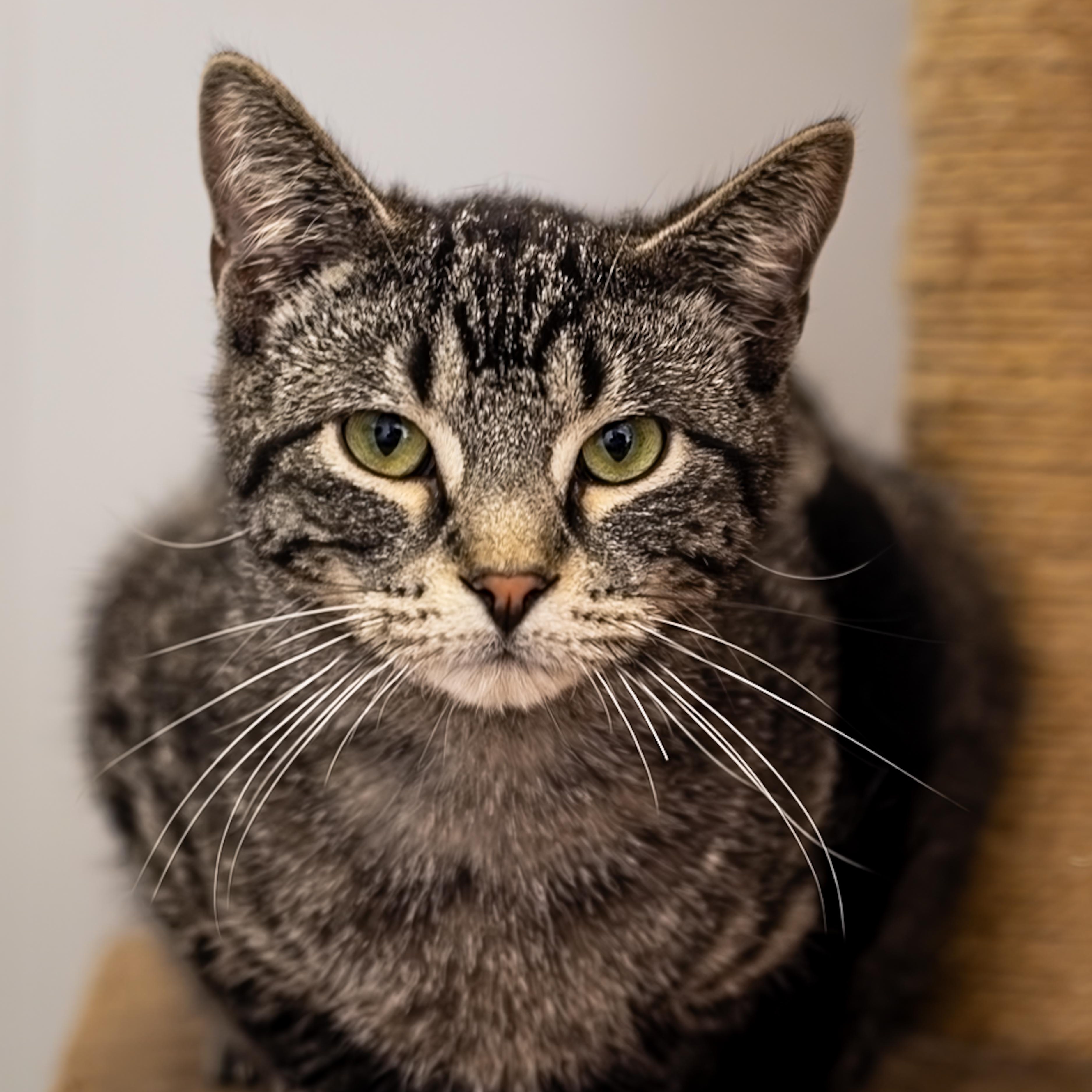 Stetson and Cassidy, an adoptable Domestic Short Hair in Richland Center, WI, 53581 | Photo Image 3
