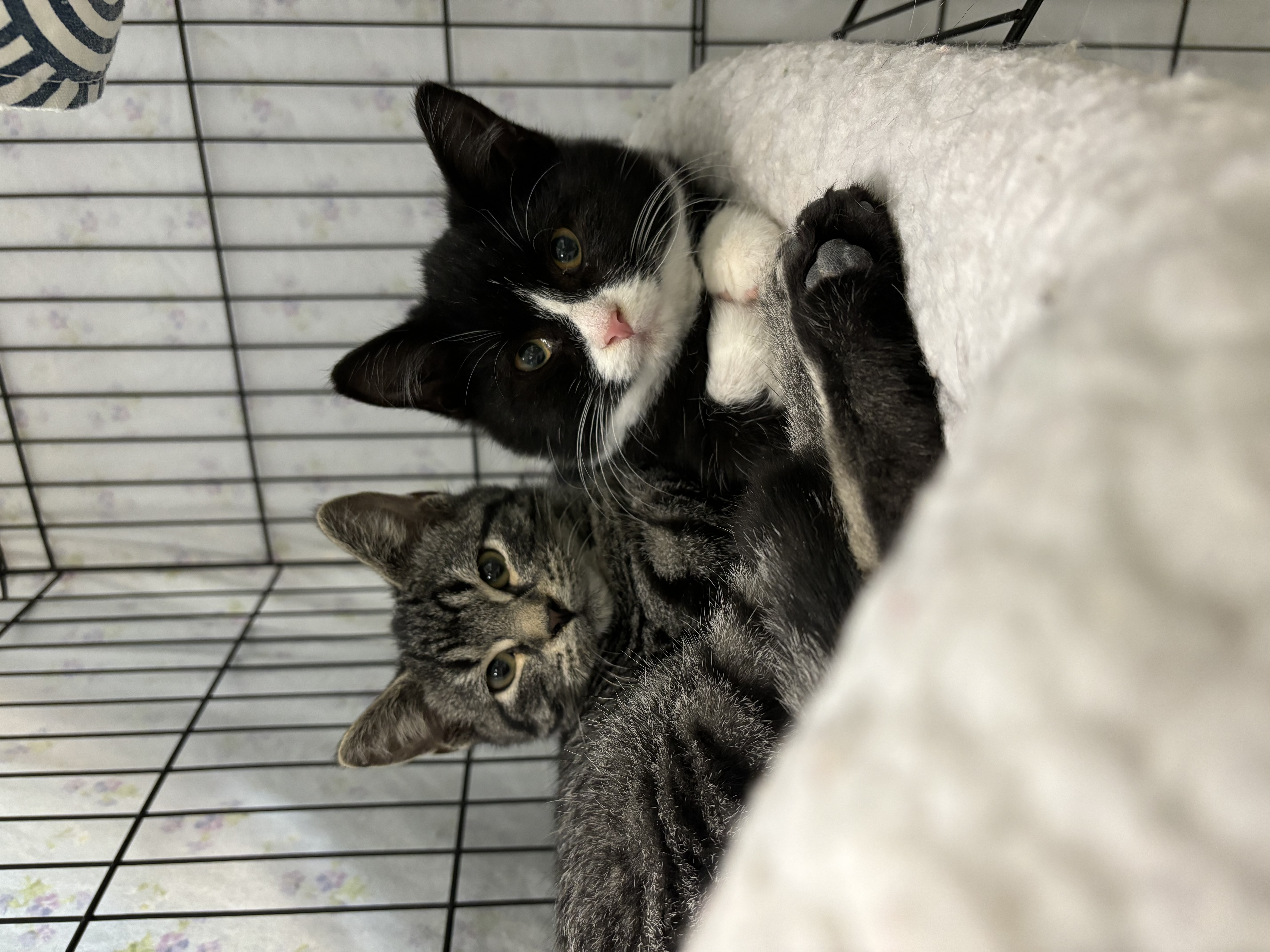 Stetson and Cassidy, an adoptable Domestic Short Hair in Richland Center, WI, 53581 | Photo Image 2