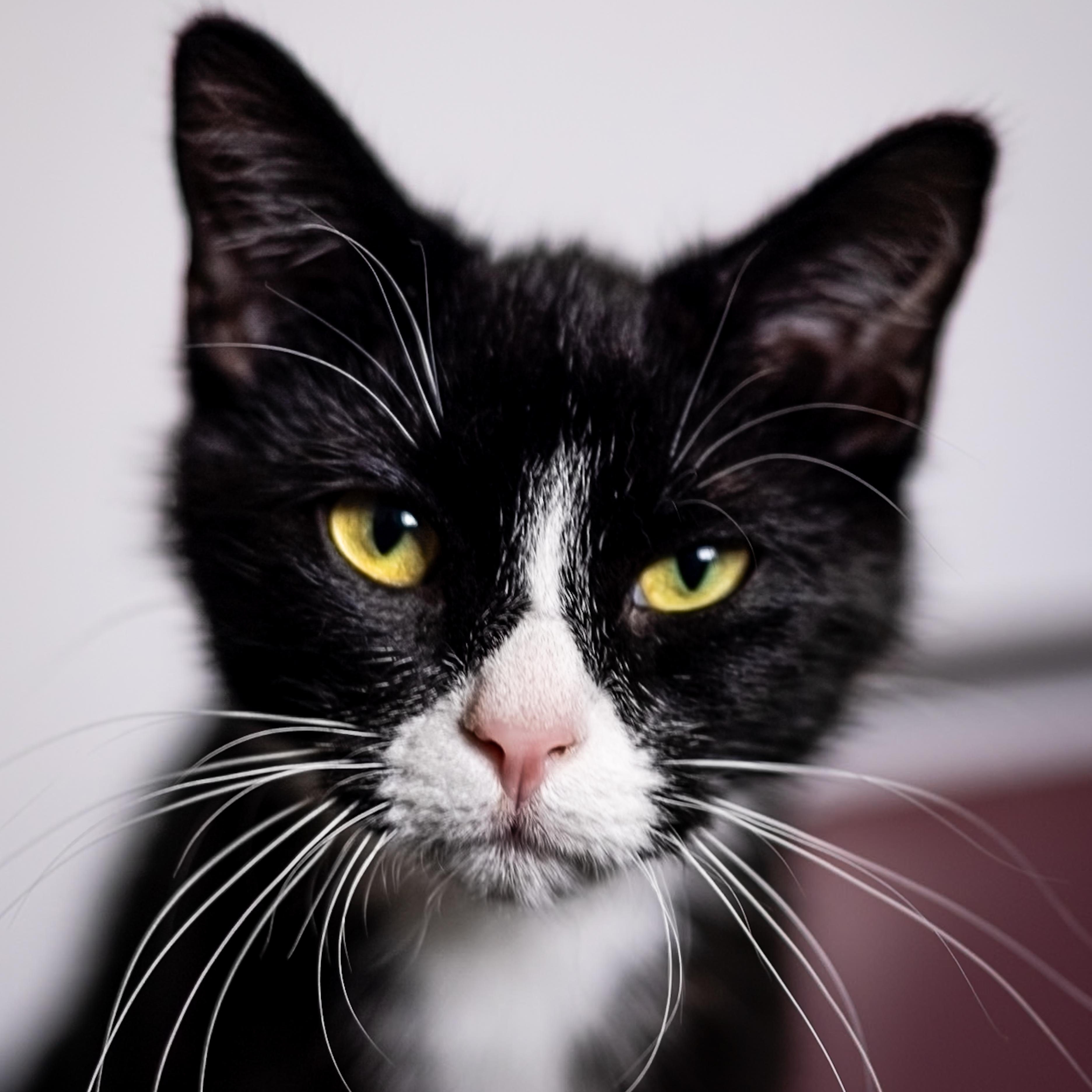 Stetson and Cassidy, an adoptable Domestic Short Hair in Richland Center, WI, 53581 | Photo Image 4