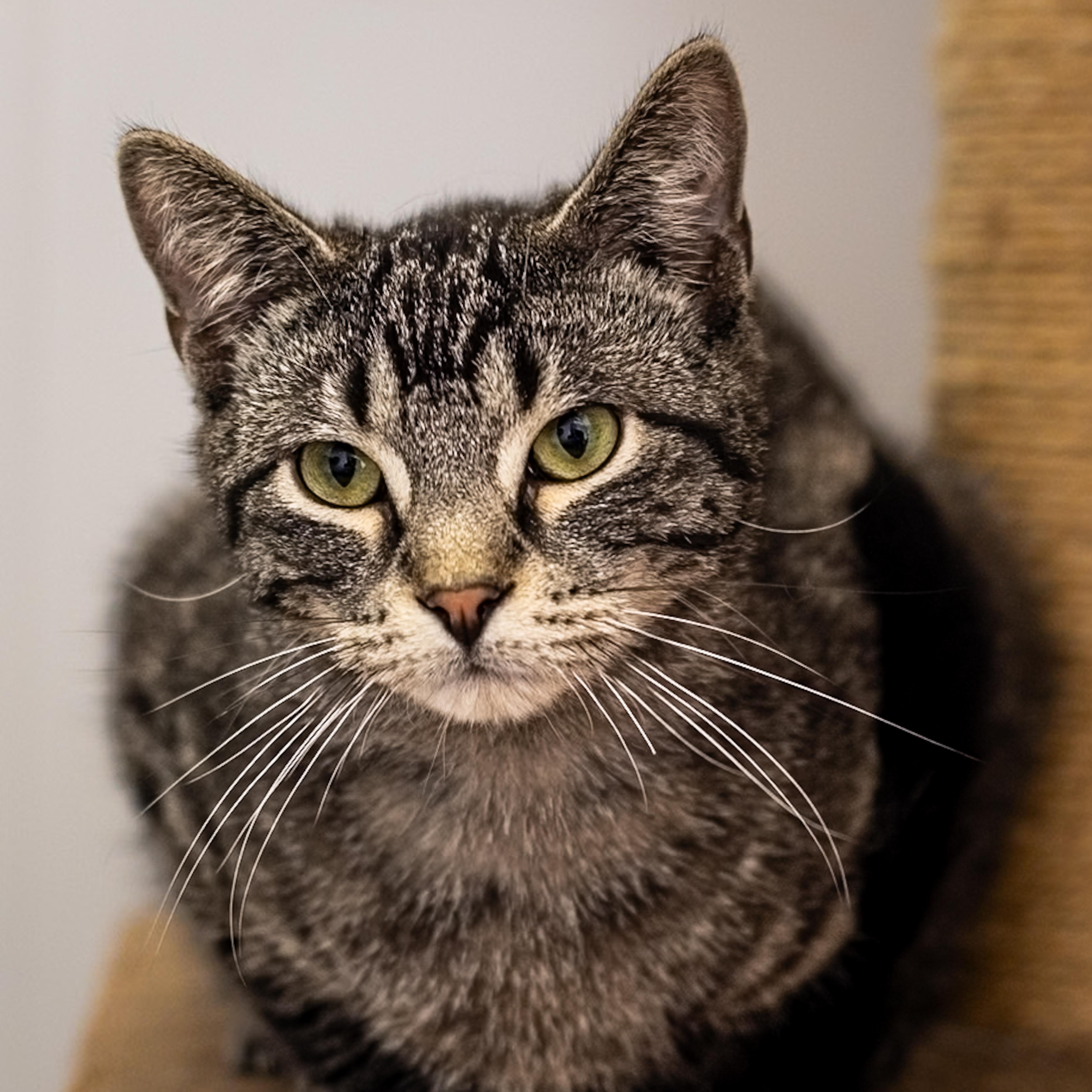Stetson and Cassidy, an adoptable Domestic Short Hair in Richland Center, WI, 53581 | Photo Image 5