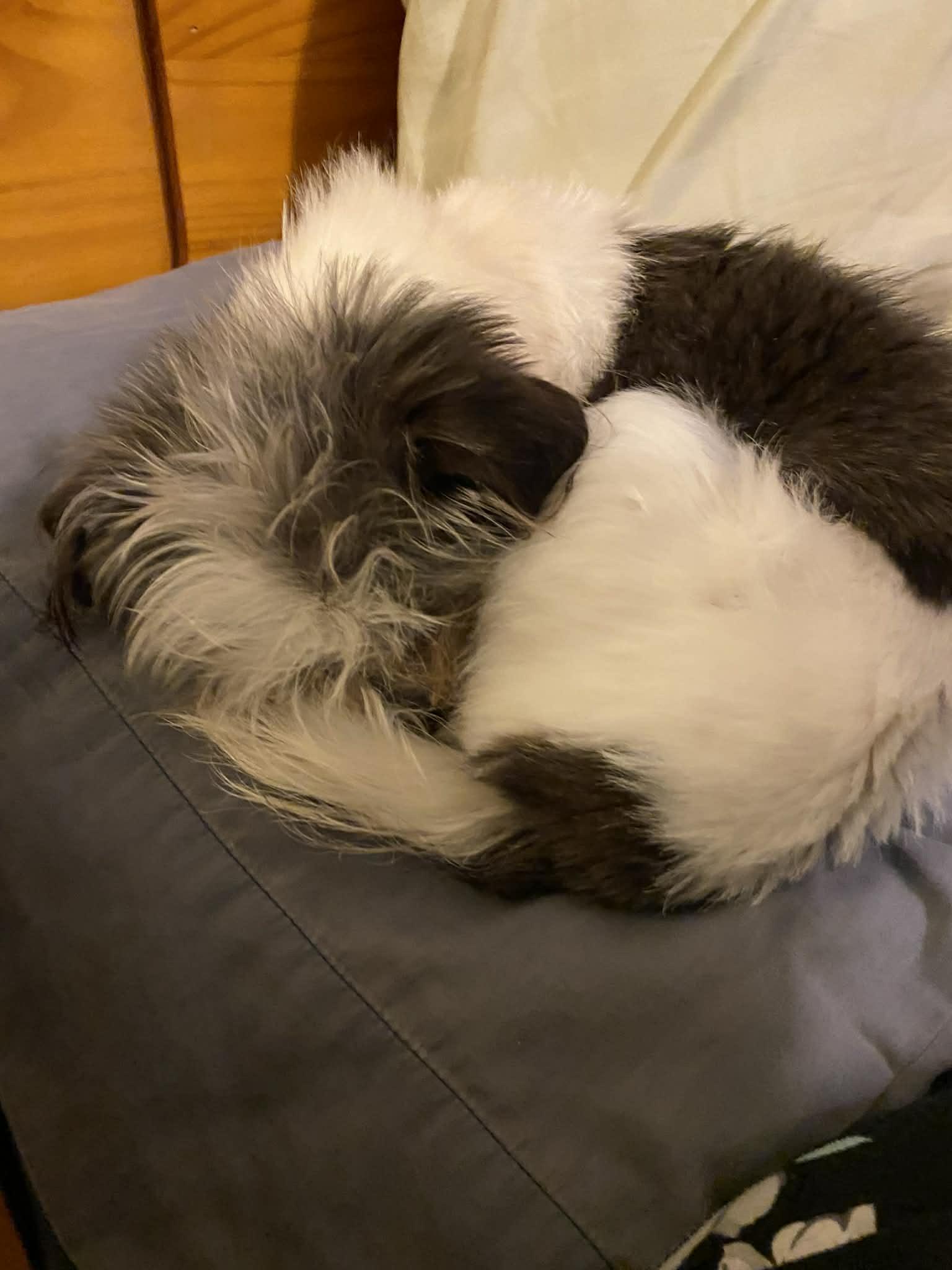 Enlarge BETTY SUE, a ADOPTABLE mixed breed in Great Bend, KS image 4/4