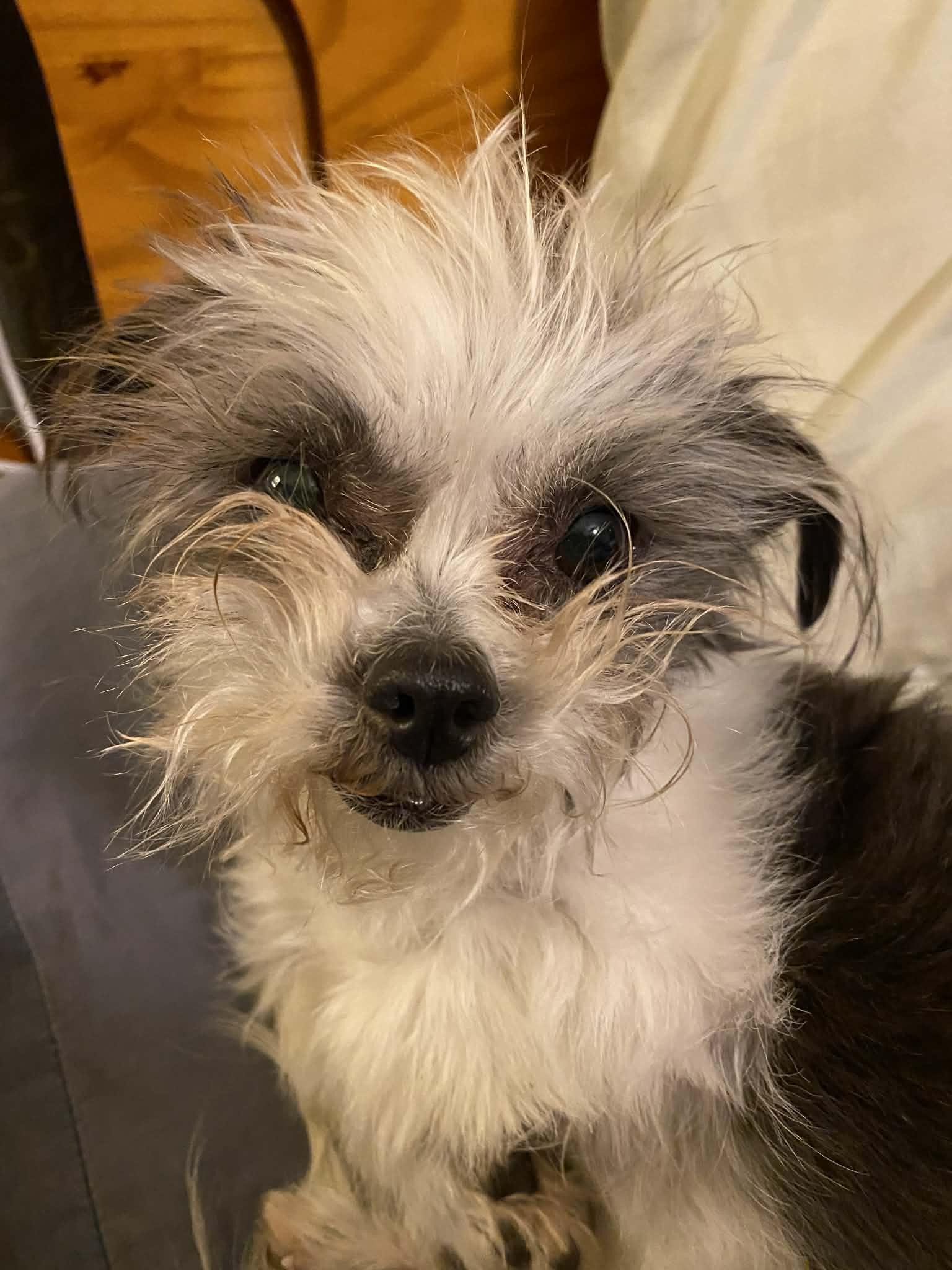 Enlarge BETTY SUE, a ADOPTABLE mixed breed in Great Bend, KS image 3/4