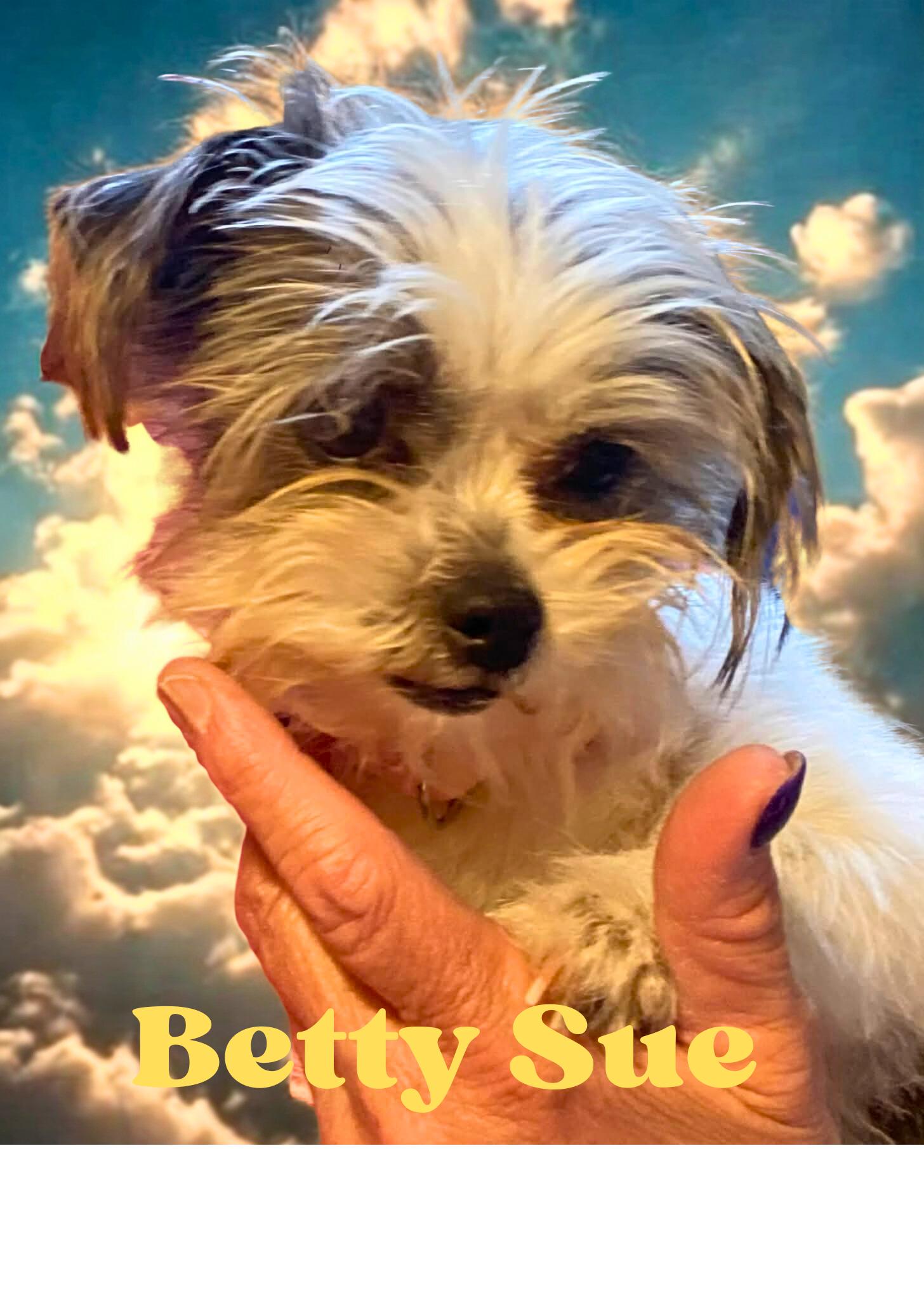 Enlarge BETTY SUE, a ADOPTABLE mixed breed in Great Bend, KS image 2/4