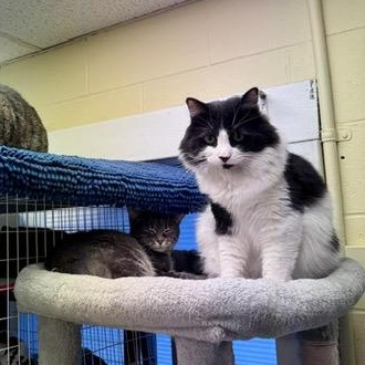 Cheeseburger – A Fluffy Friend with a Tender Heart