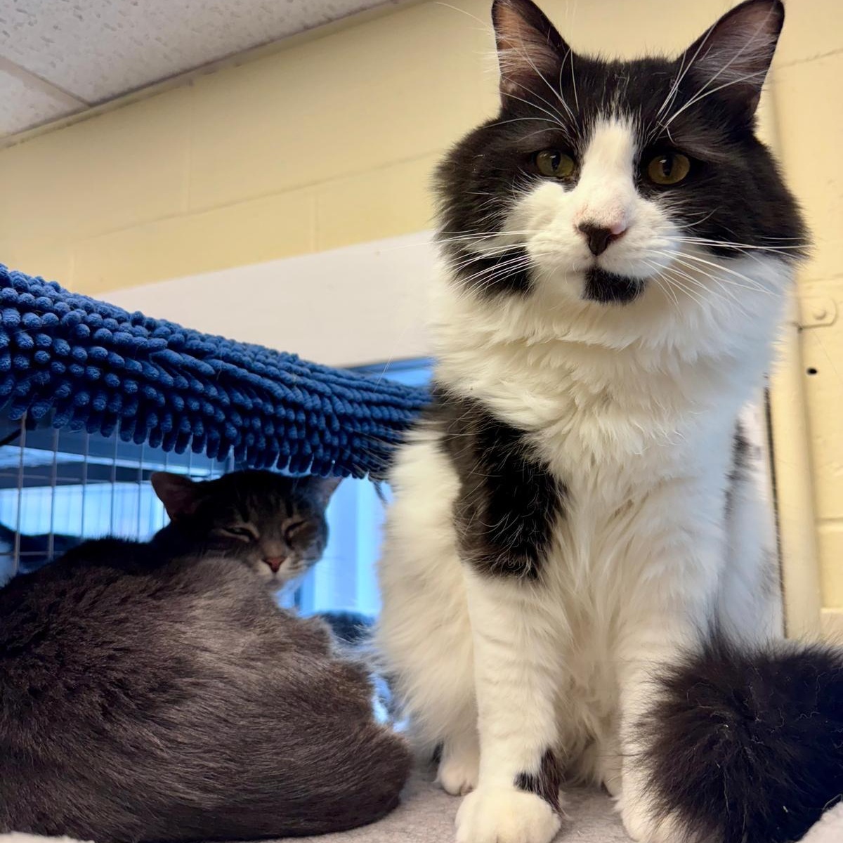 Cheeseburger – A Fluffy Friend with a Tender Heart