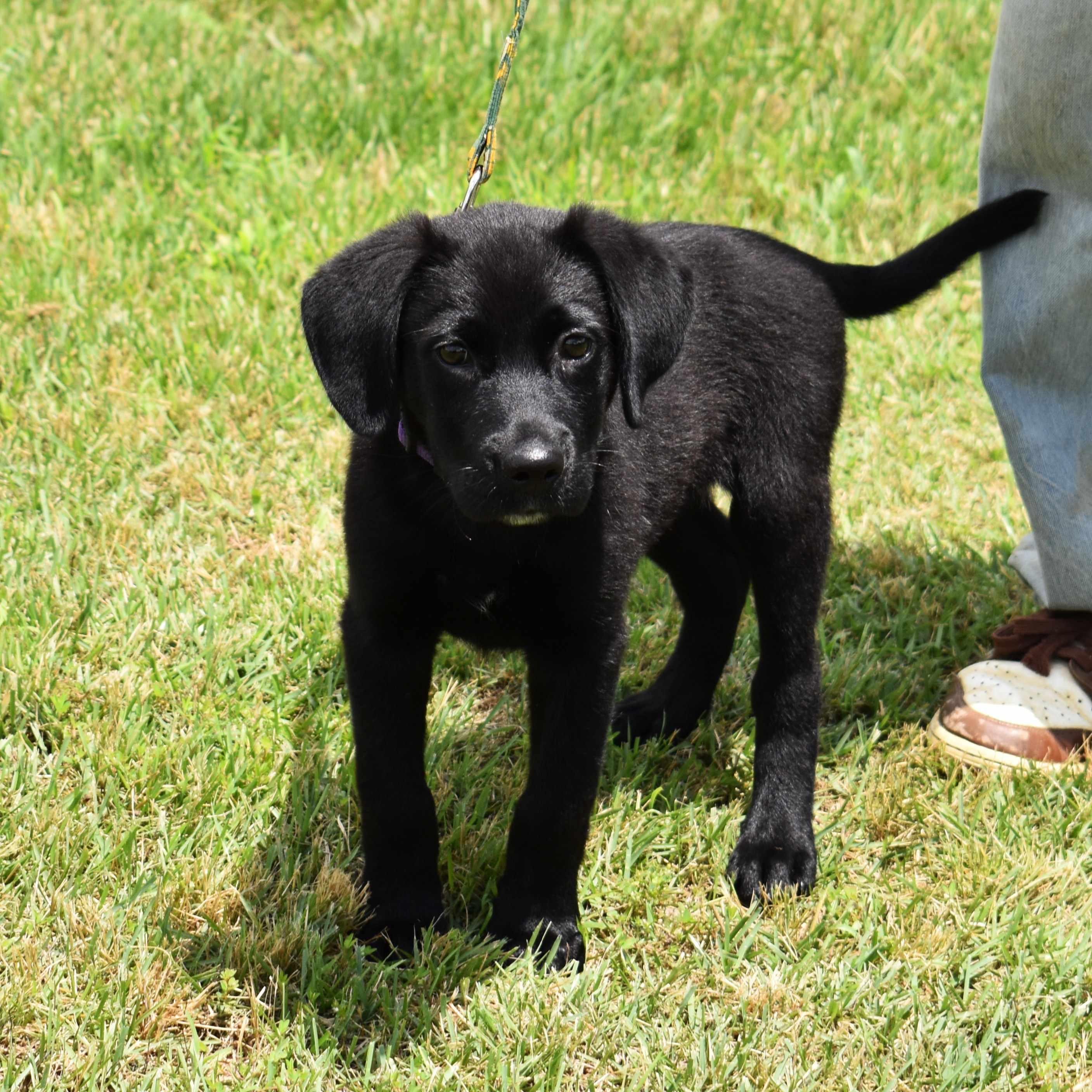 Raven, an adopted mixed breed in Searcy, AR image 2/6