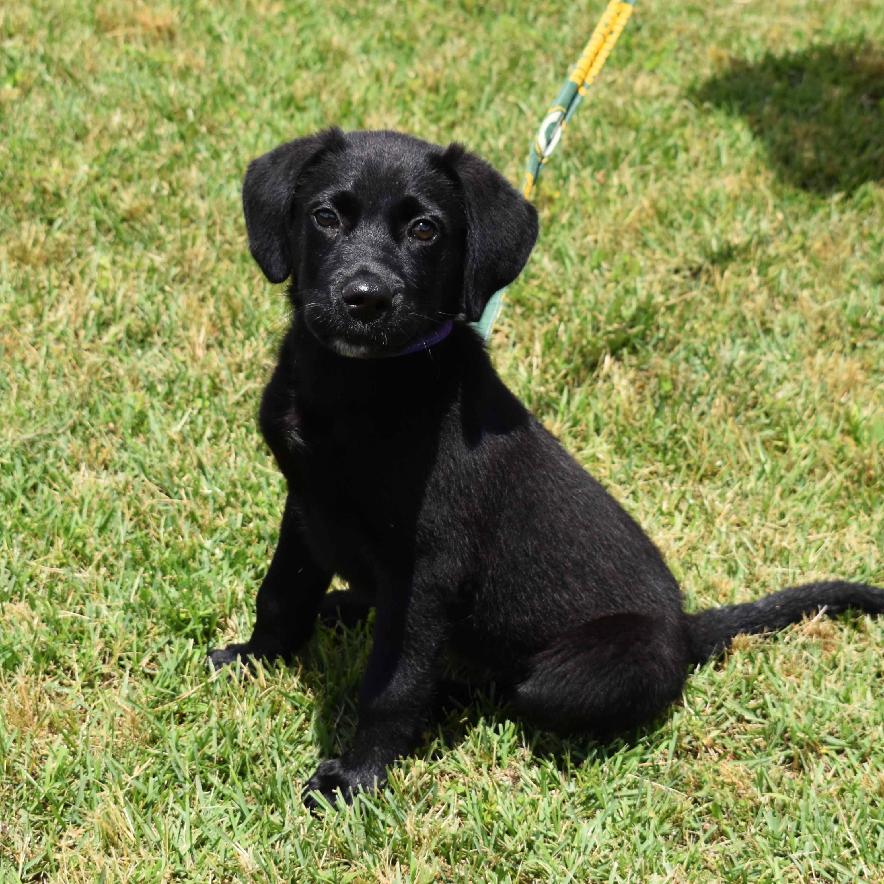Raven, adopted, Puppy Female Labrador Retriever.