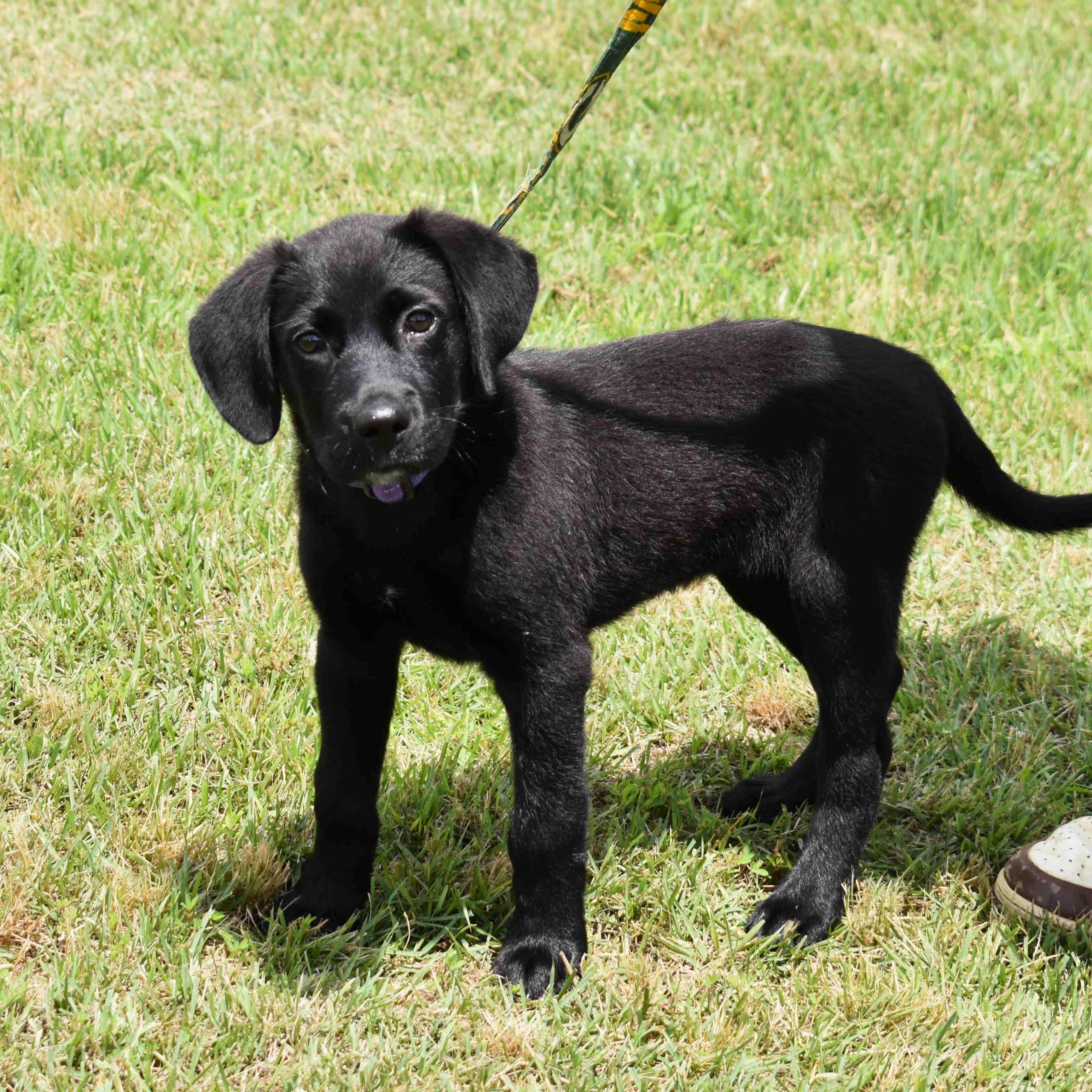 Raven, an adopted mixed breed in Searcy, AR image 5/6