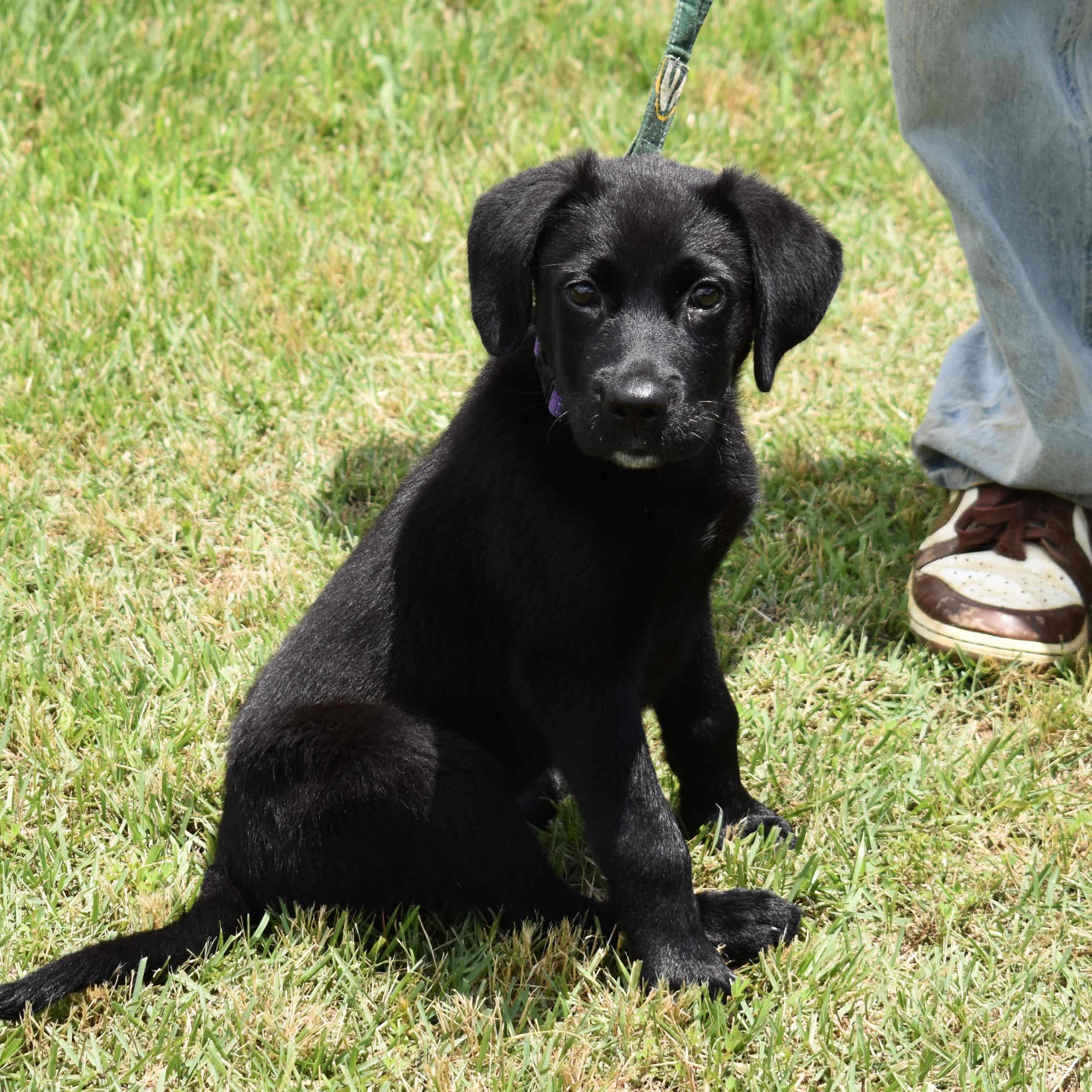 Raven, an adopted mixed breed in Searcy, AR image 6/6