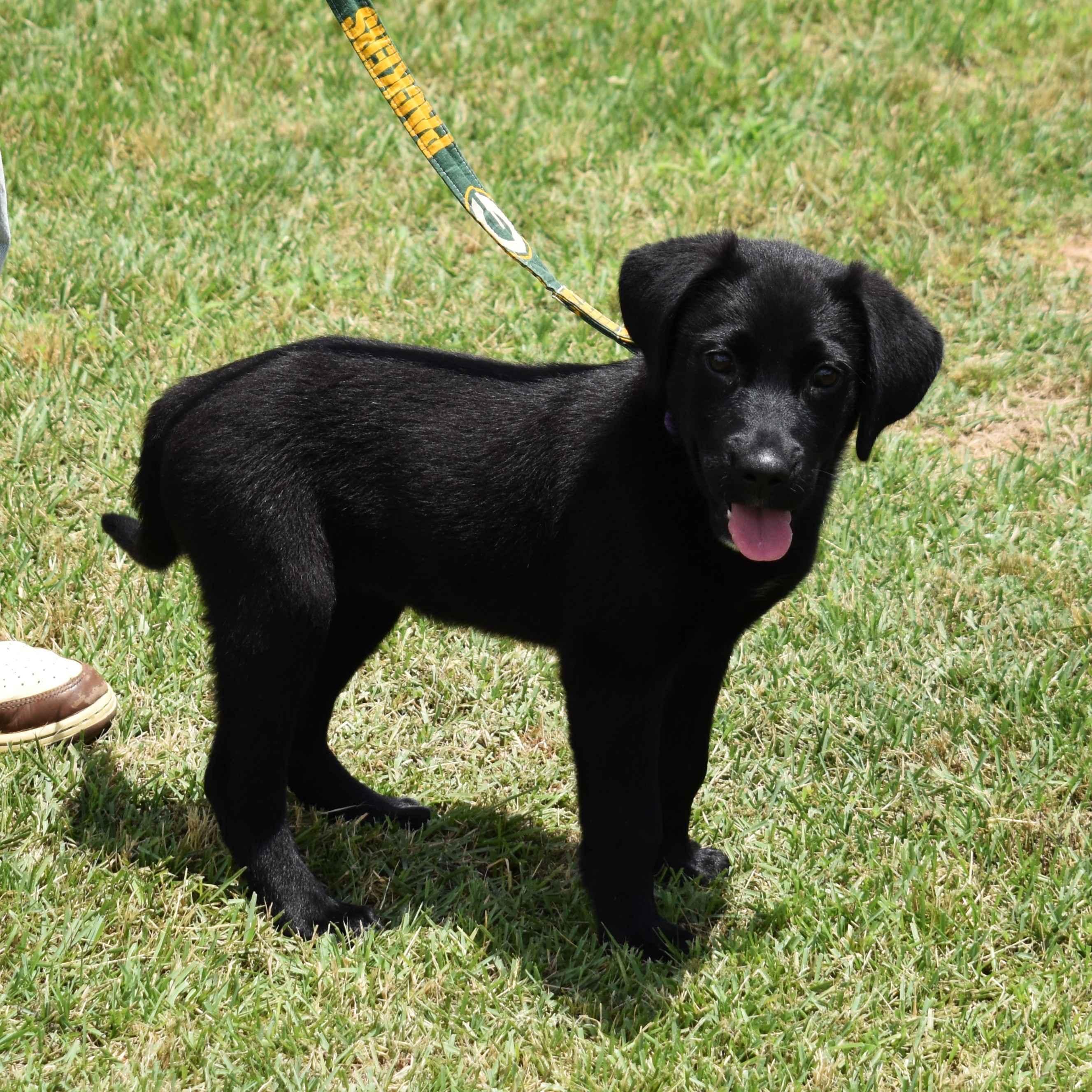 Raven, an adopted mixed breed in Searcy, AR image 3/6