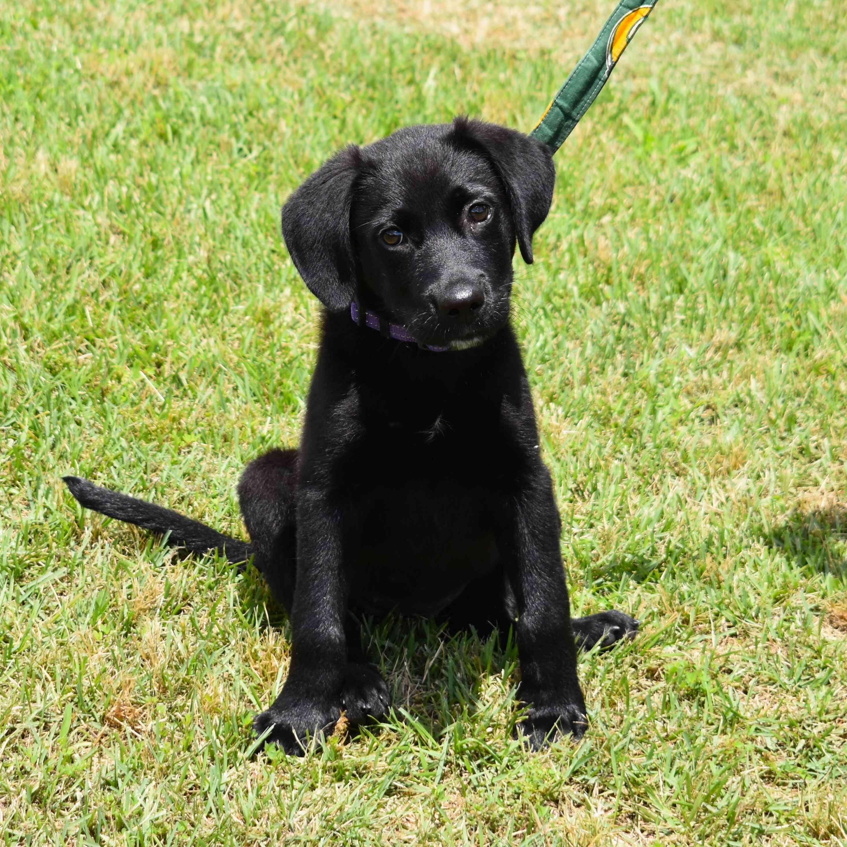 Raven, an adopted mixed breed in Searcy, AR image 4/6