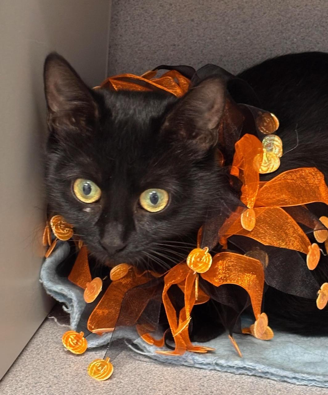Enlarge May, a Adoptable Domestic Short Hair in Batavia, NY image 1/2
