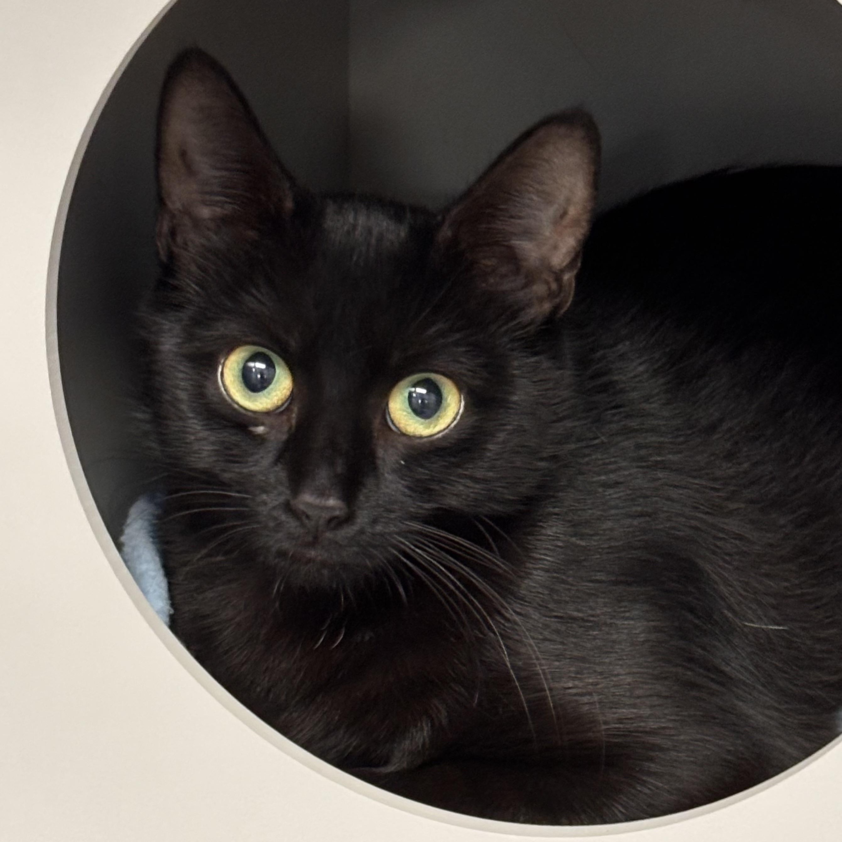 Enlarge May, a Adoptable Domestic Short Hair in Batavia, NY image 2/2
