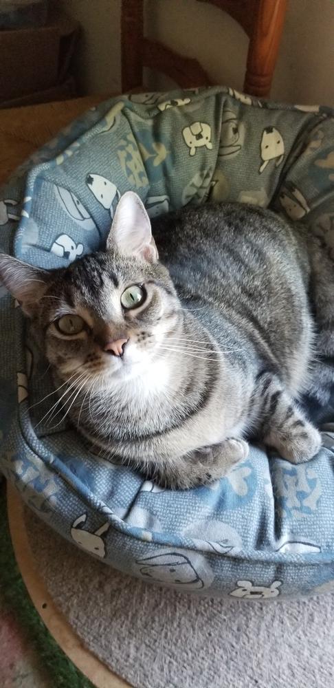 Enlarge Molly, a Adoptable mixed breed in Douglasville, GA image 1/1