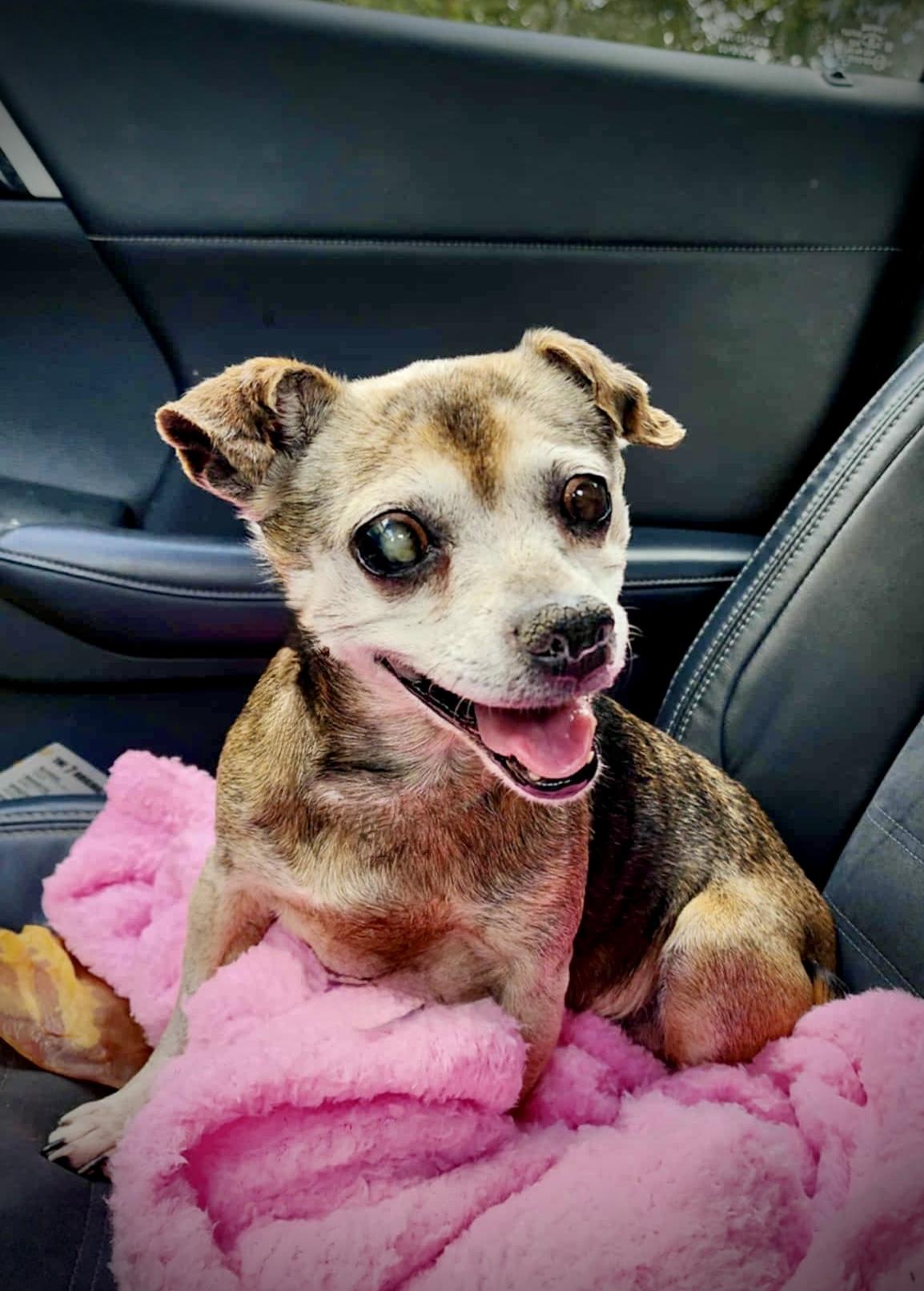 Enlarge Moon, a ADOPTABLE mixed breed in Milton, FL image 1/4