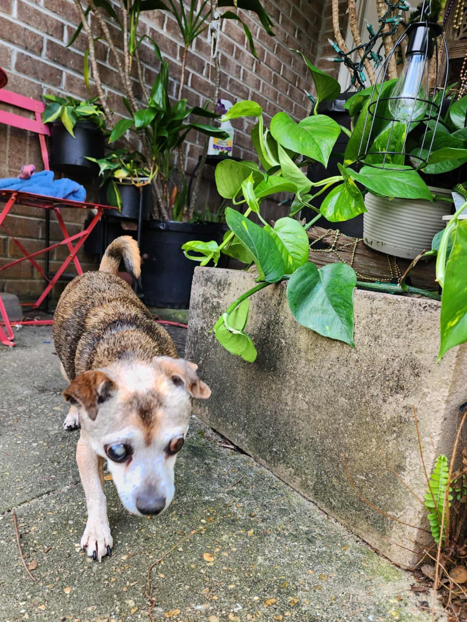 Enlarge Moon, a ADOPTABLE mixed breed in Milton, FL image 3/4